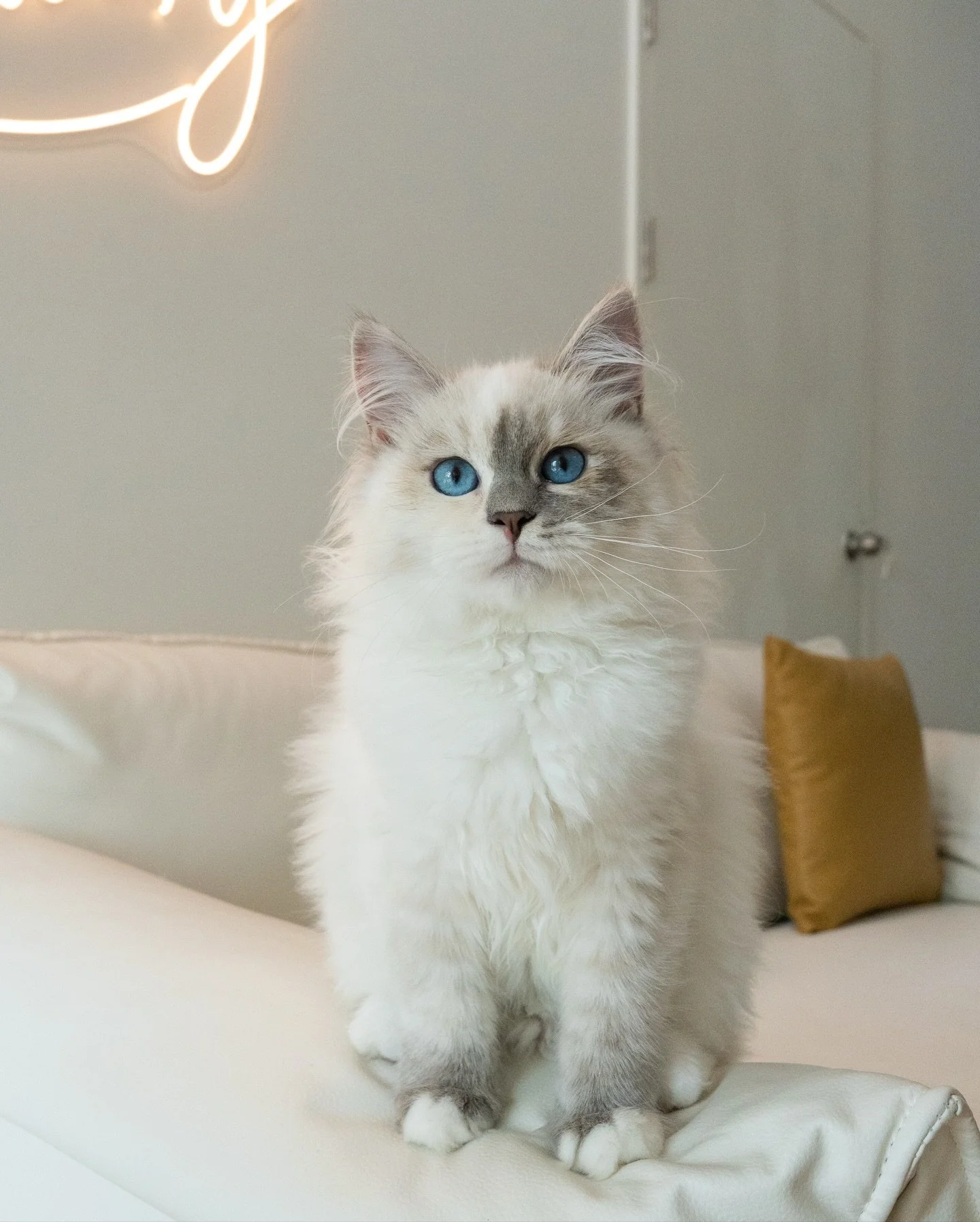 Gloria the blue Tortie Siberian girl has found home 💕