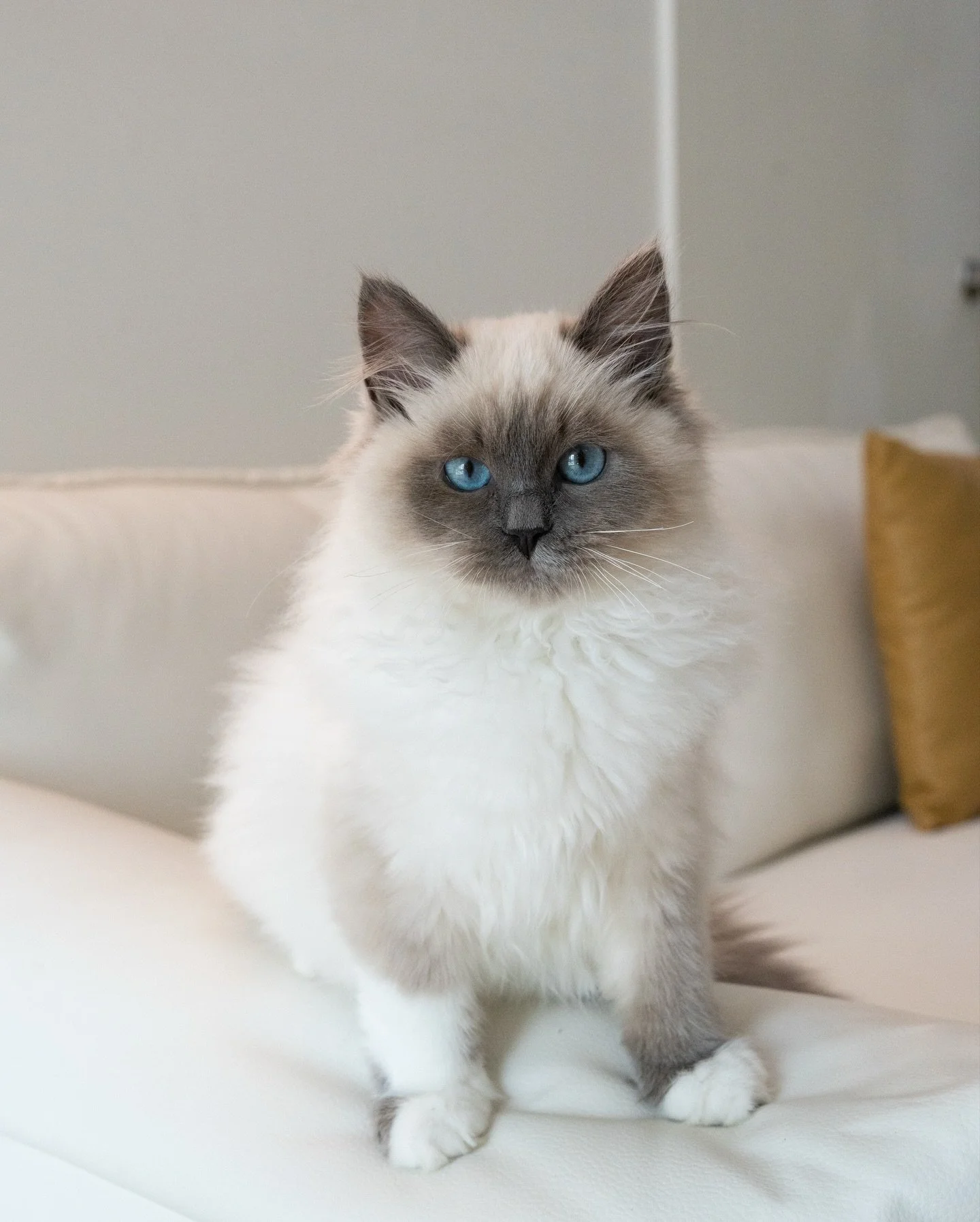 Gabby the Siberian has found home ❤️