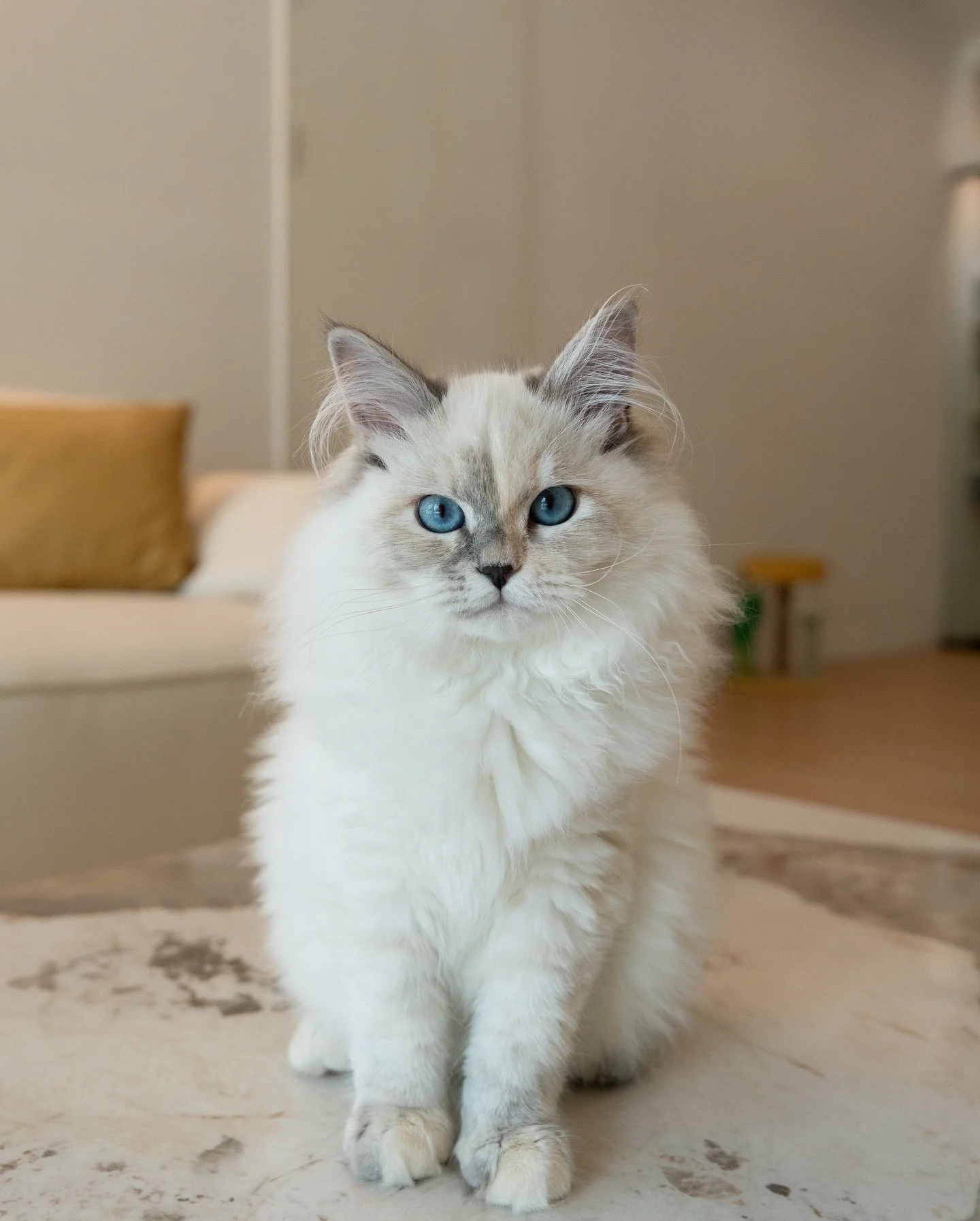Honey the Blue Tortie Siberian
