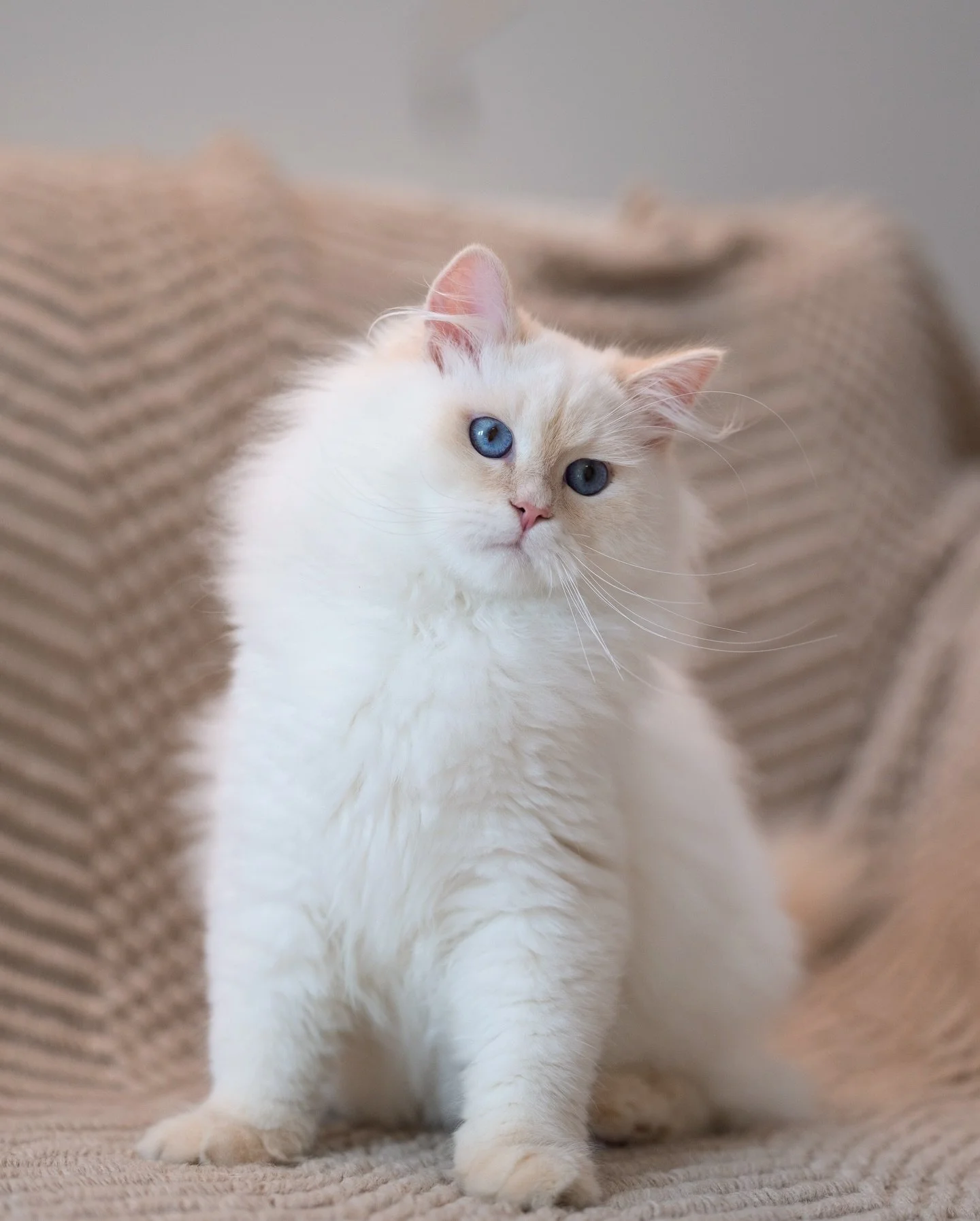 Goethe the Red Neva Siberian boy!