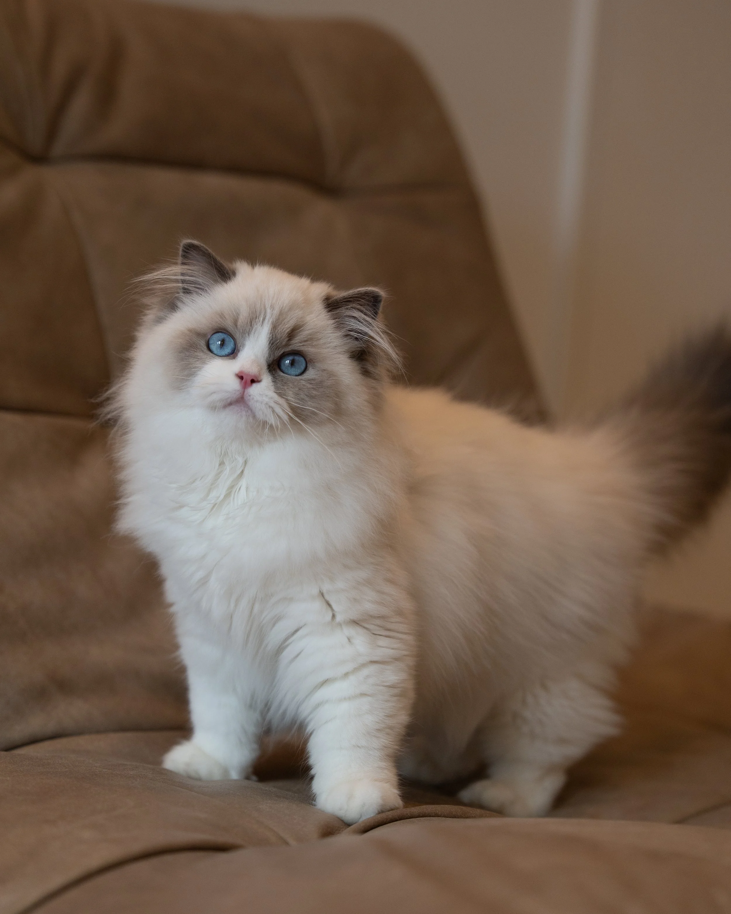 Best Cat Breeds for First-Time Owners in Singapore (2026 Guide)