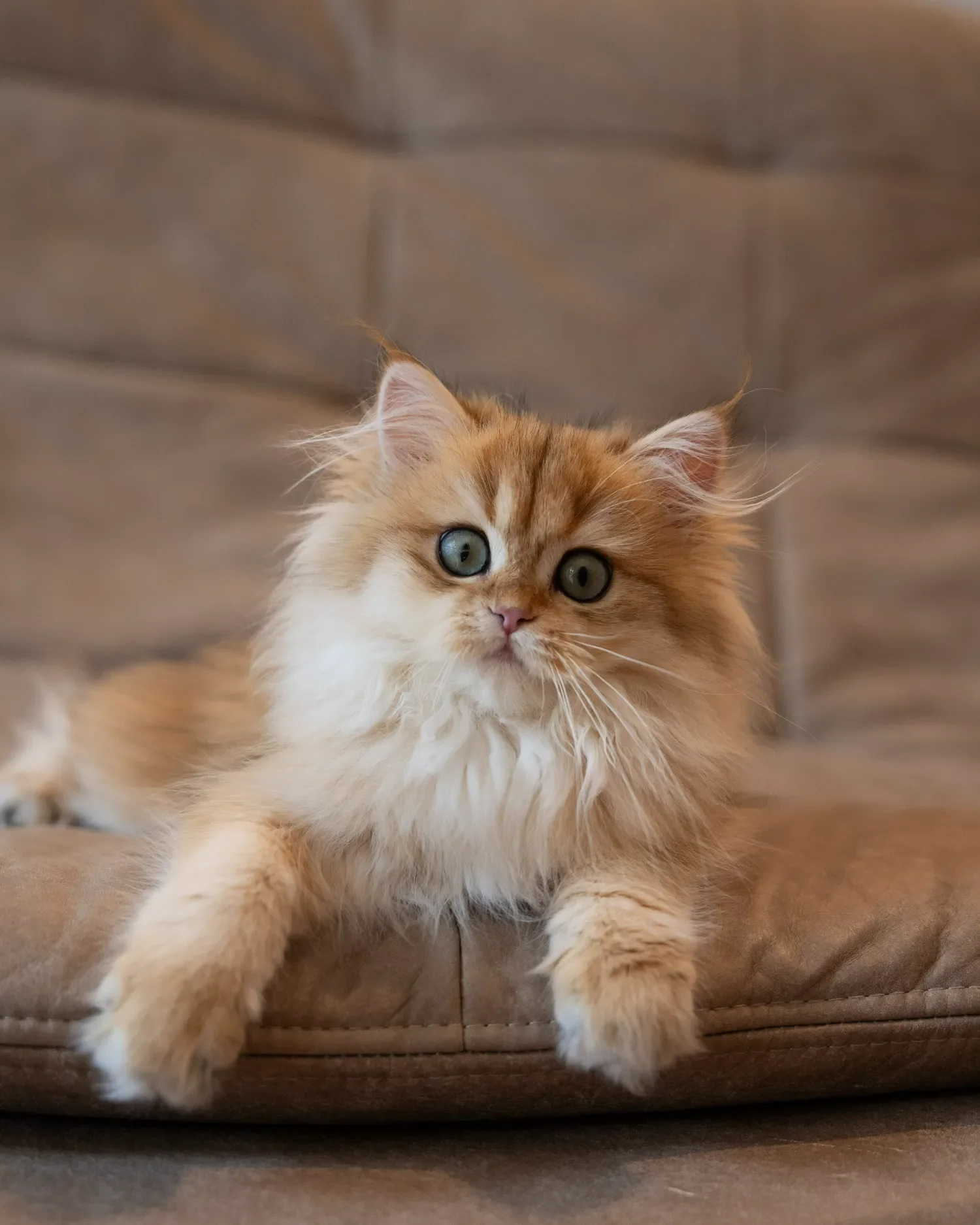 Golden British Longhair kitten lying on a soft brown seat.