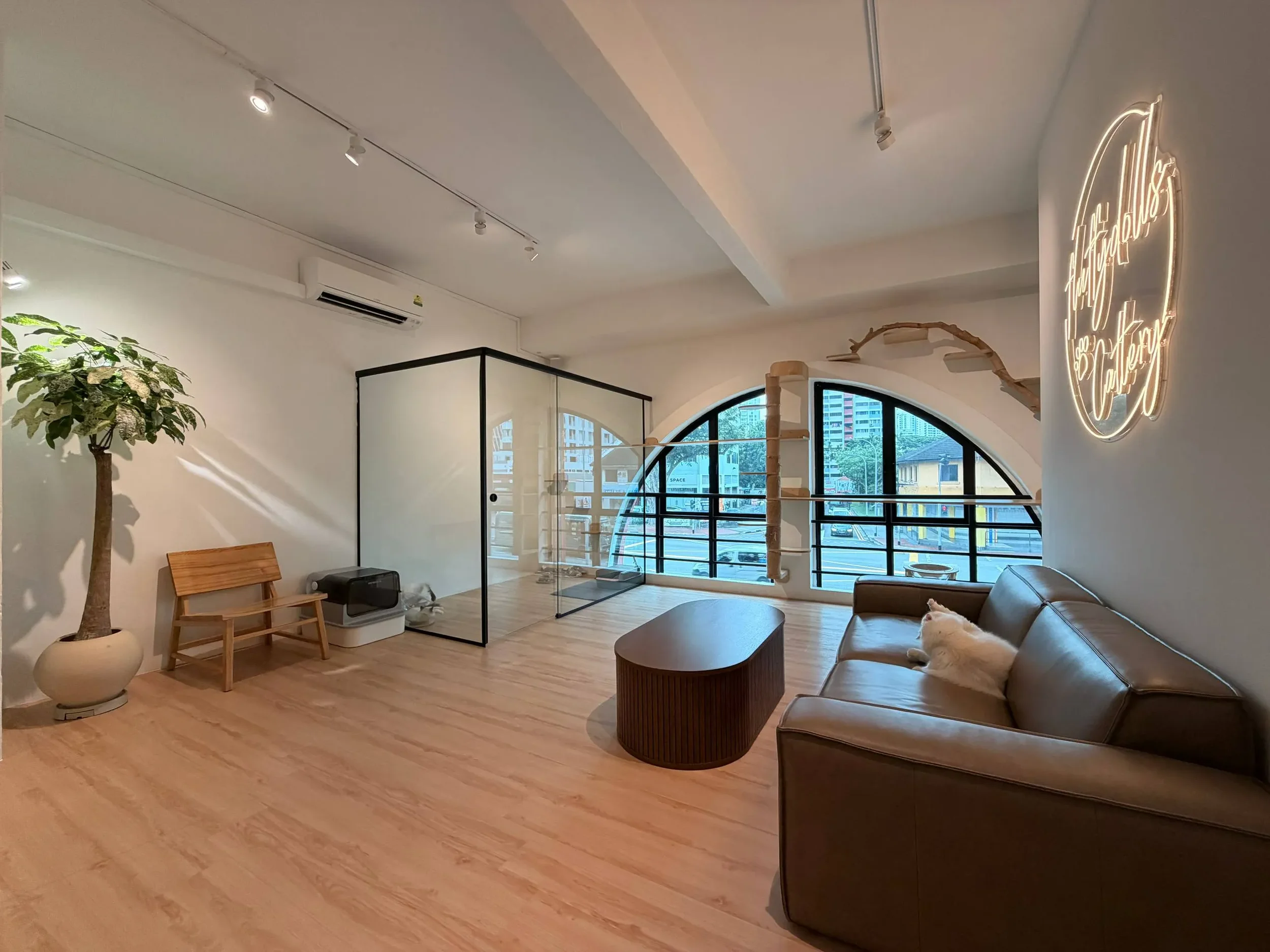 The front room of the Fluffydolls cattery, where private viewings take place.