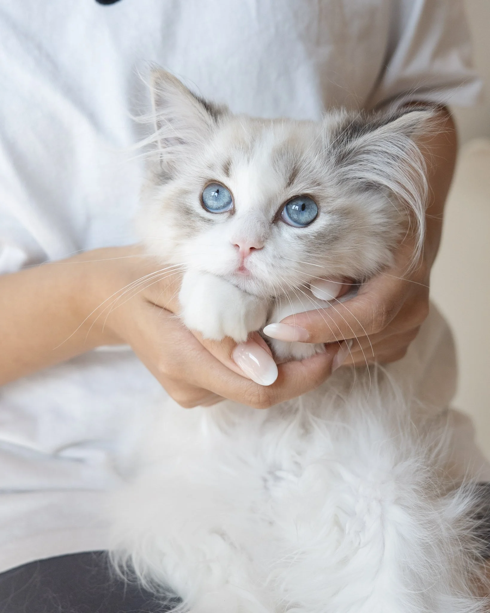 Lynx bicolour Ragdoll kitten held gently in two hands during a viewing.