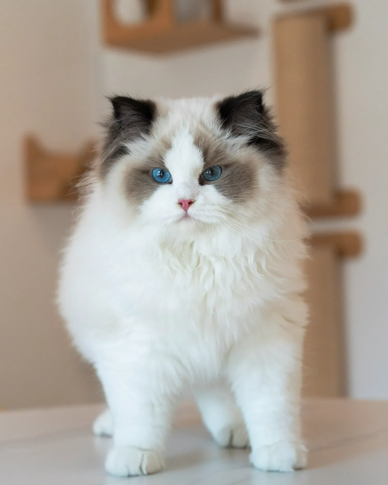 Bicolour Ragdoll kitten standing beside a wooden cat tree.