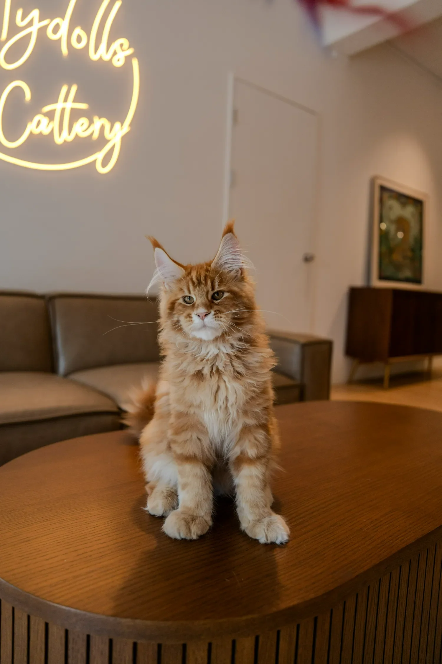 Red Maine Coon sitting on a round table beneath the Fluffydolls Cattery neon sign.