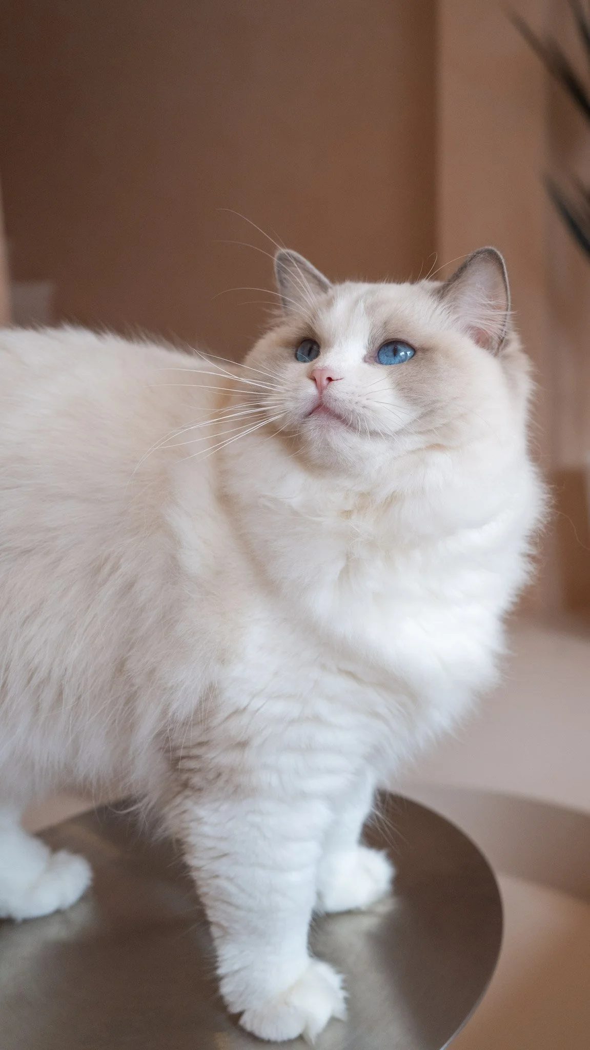 Colourpoint Ragdoll standing on a round table in the cattery.