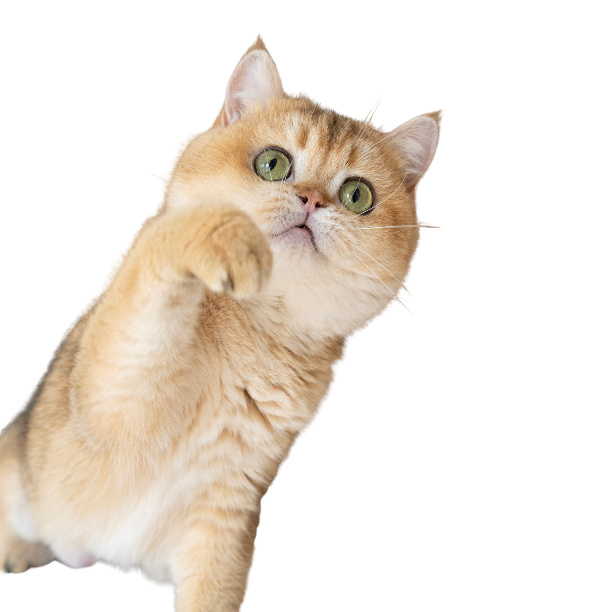 Golden British Shorthair reaching out one paw, cut out on a plain background.