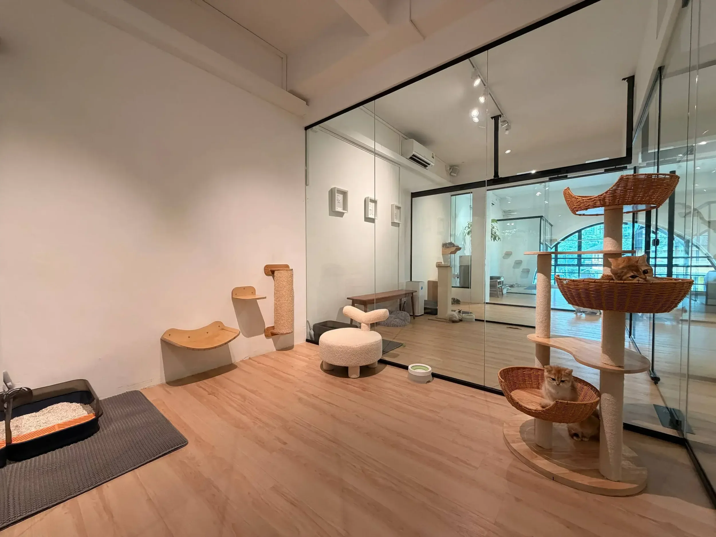 A private kitten viewing room at the Fluffydolls cattery, with cat trees and seating.