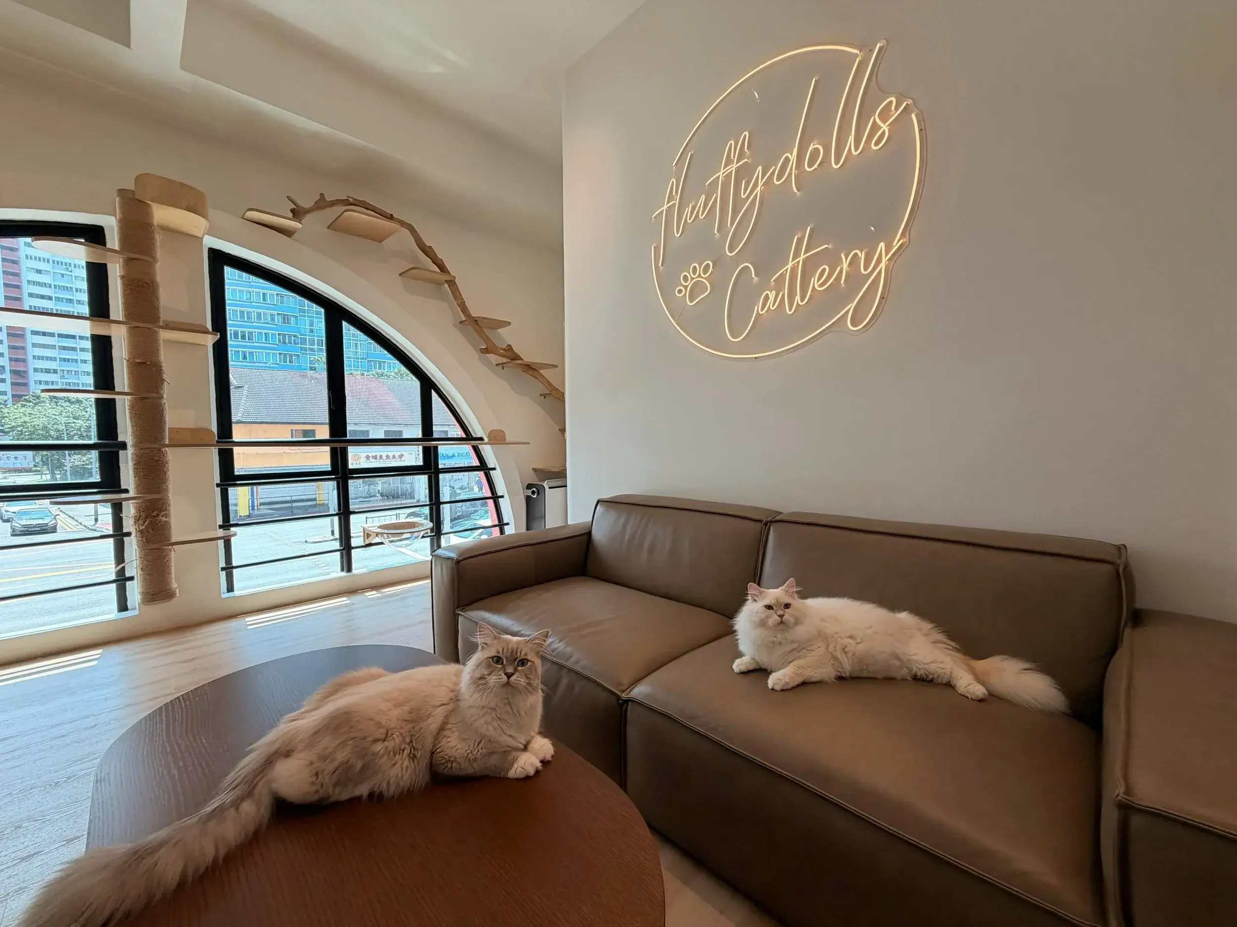 Two cats resting on a sofa beneath the Fluffydolls Cattery neon sign.
