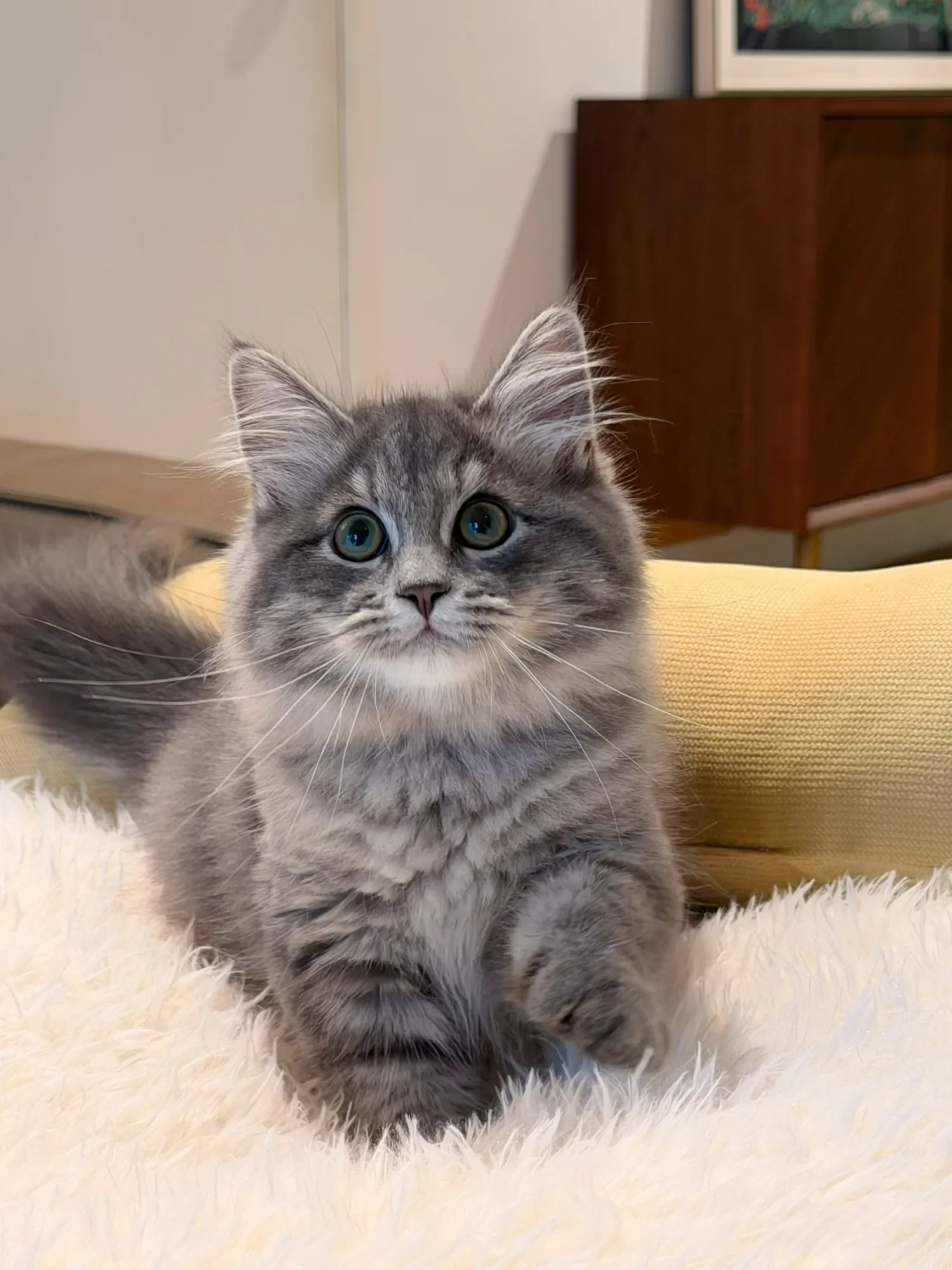 Grey tabby Siberian kitten on a white rug beside a mustard cushion.