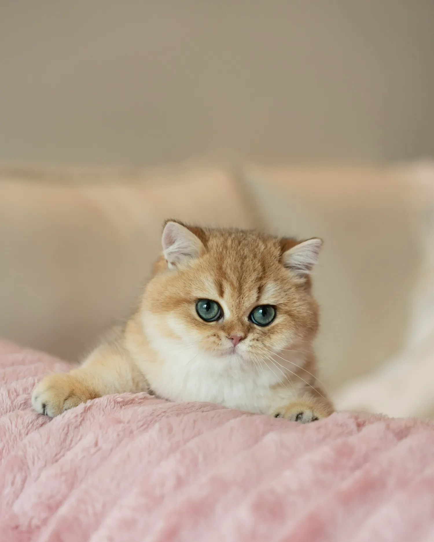Golden British Shorthair kitten lying on a pink blanket.