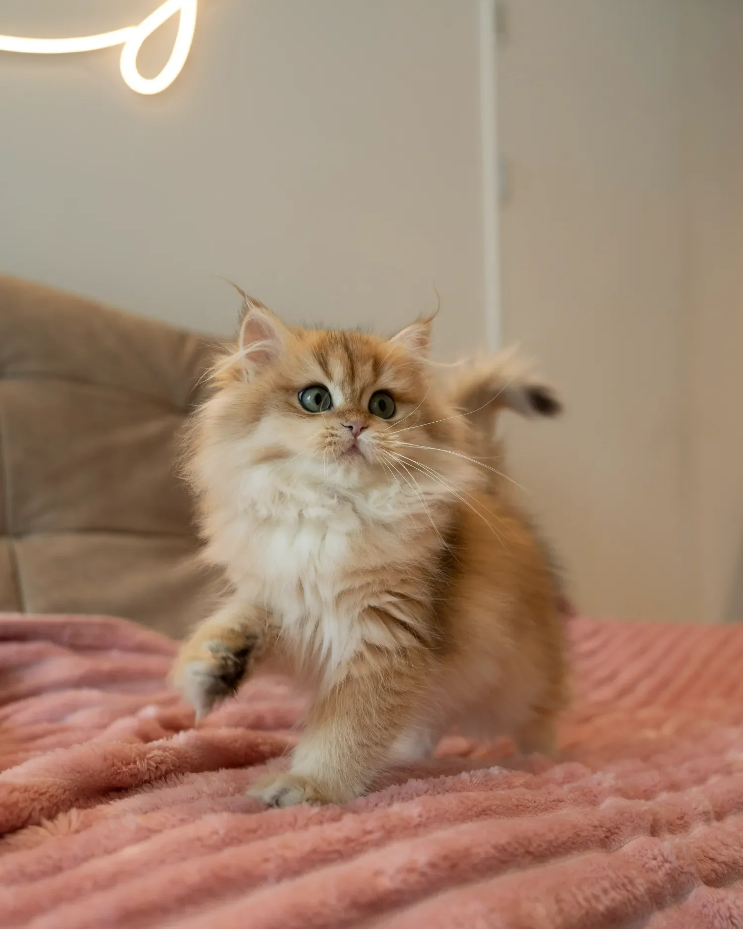 Red and white British Longhair kitten standing on a pink blanket.