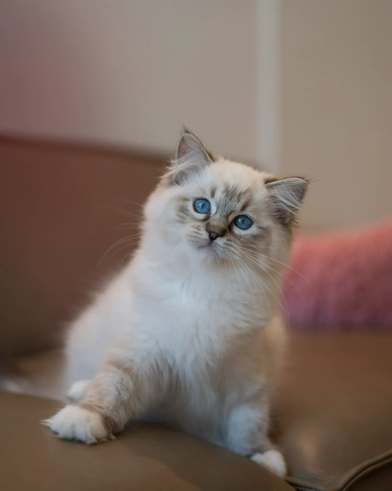 Colourpoint Ragdoll kitten sitting on a brown sofa, looking at the camera.