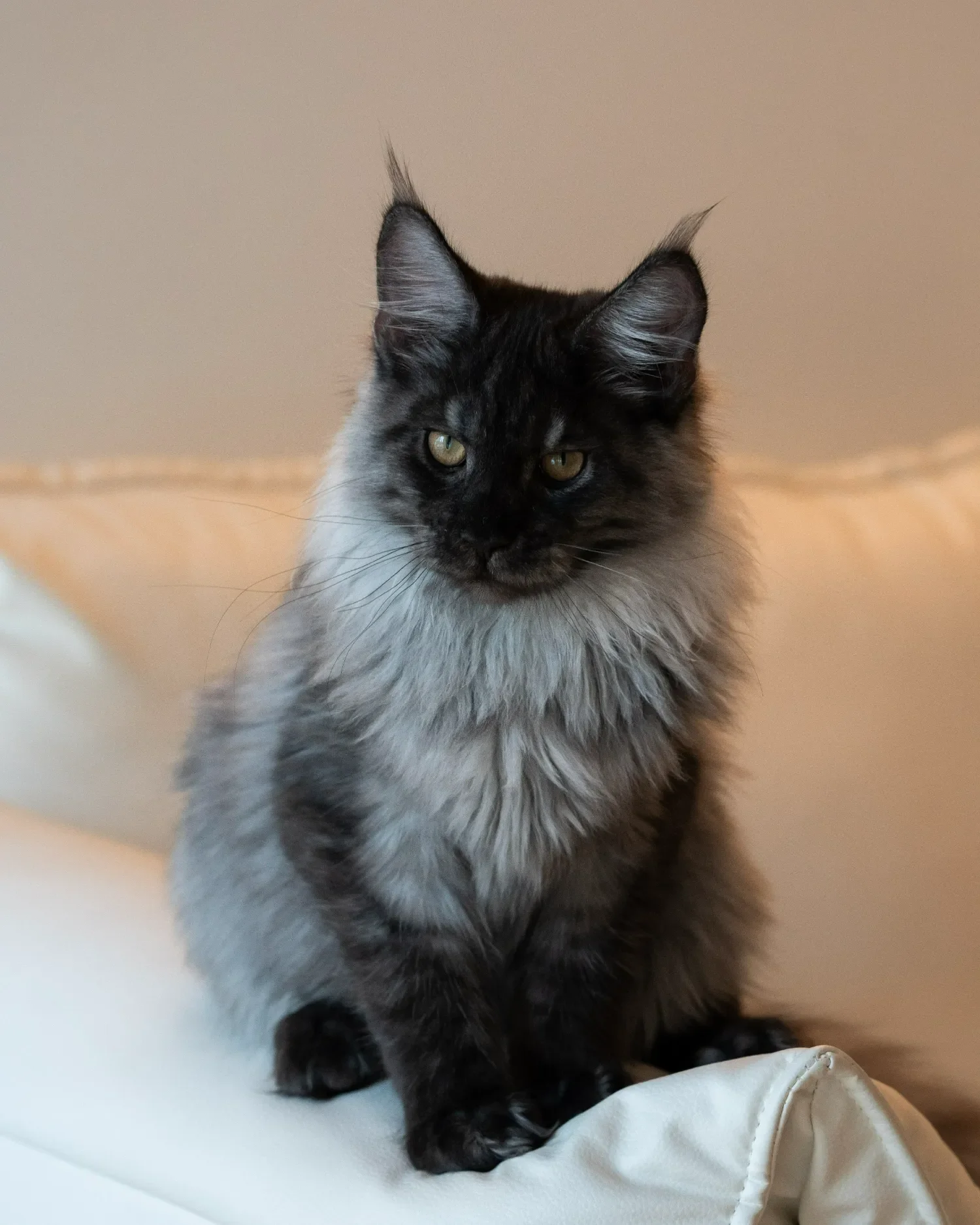 Black smoke Maine Coon with green eyes sitting on a cream sofa.