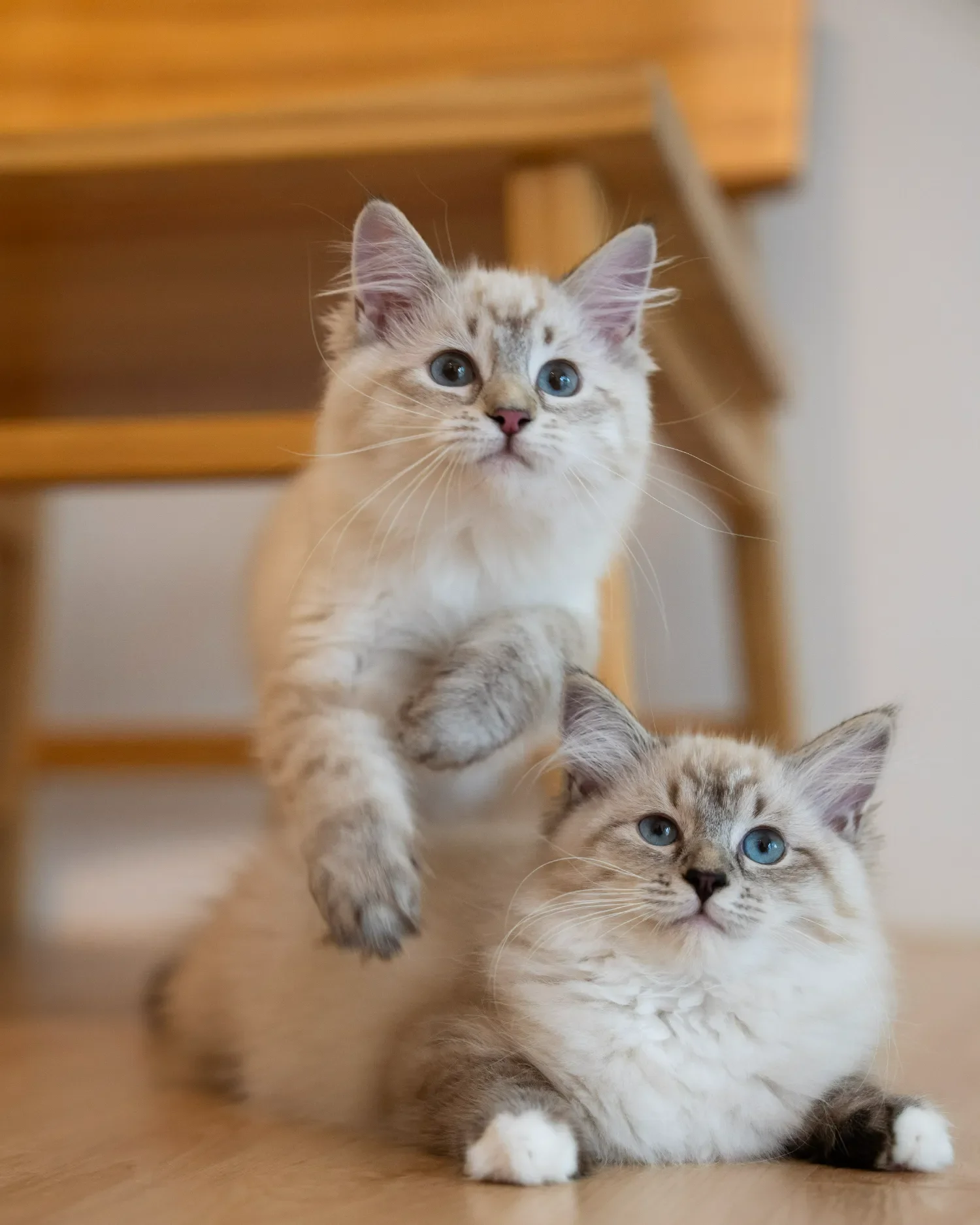 Two colourpoint Siberian cats resting together on a wooden bench.
