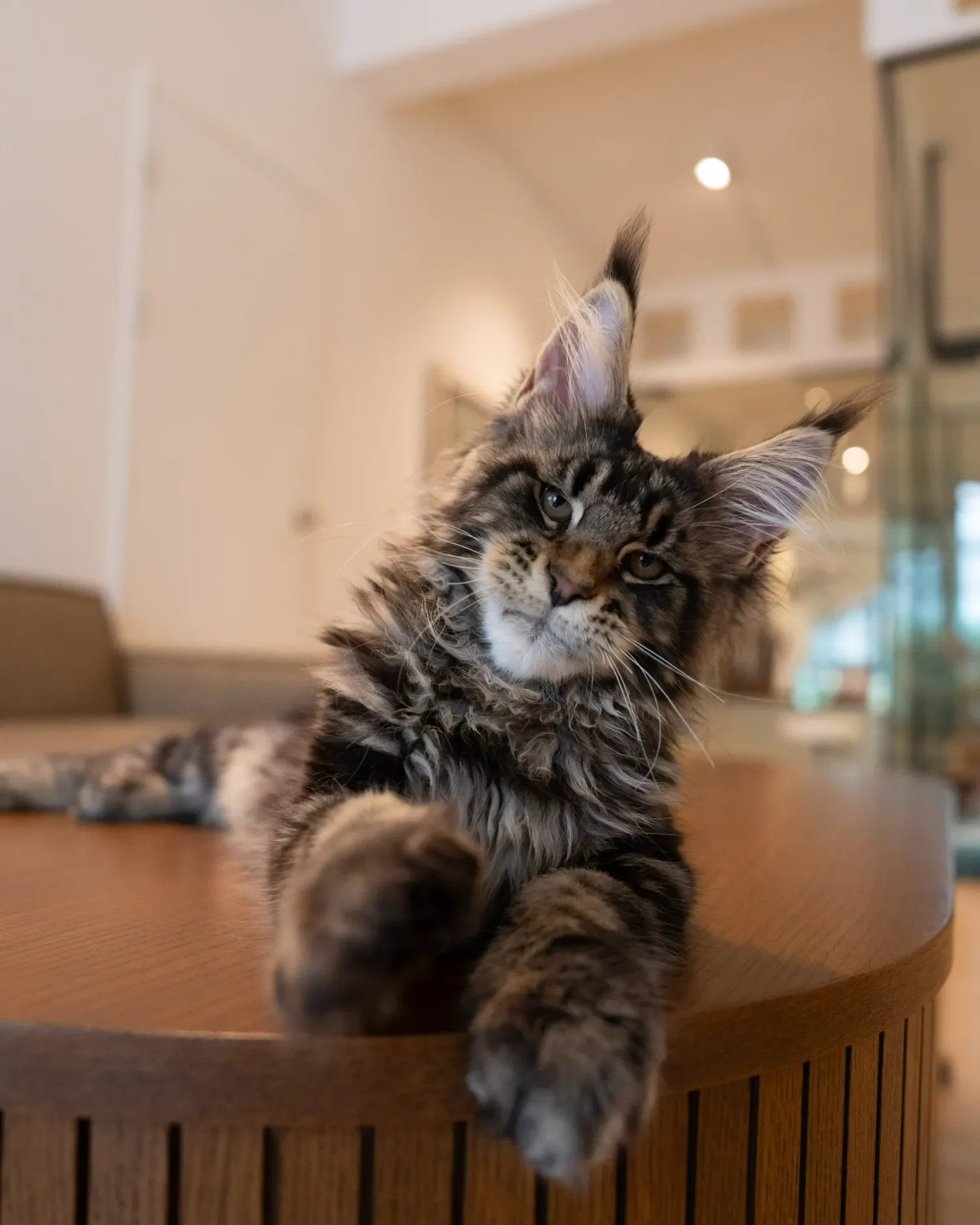 Brown tabby Maine Coon reaching up beside a wooden table.