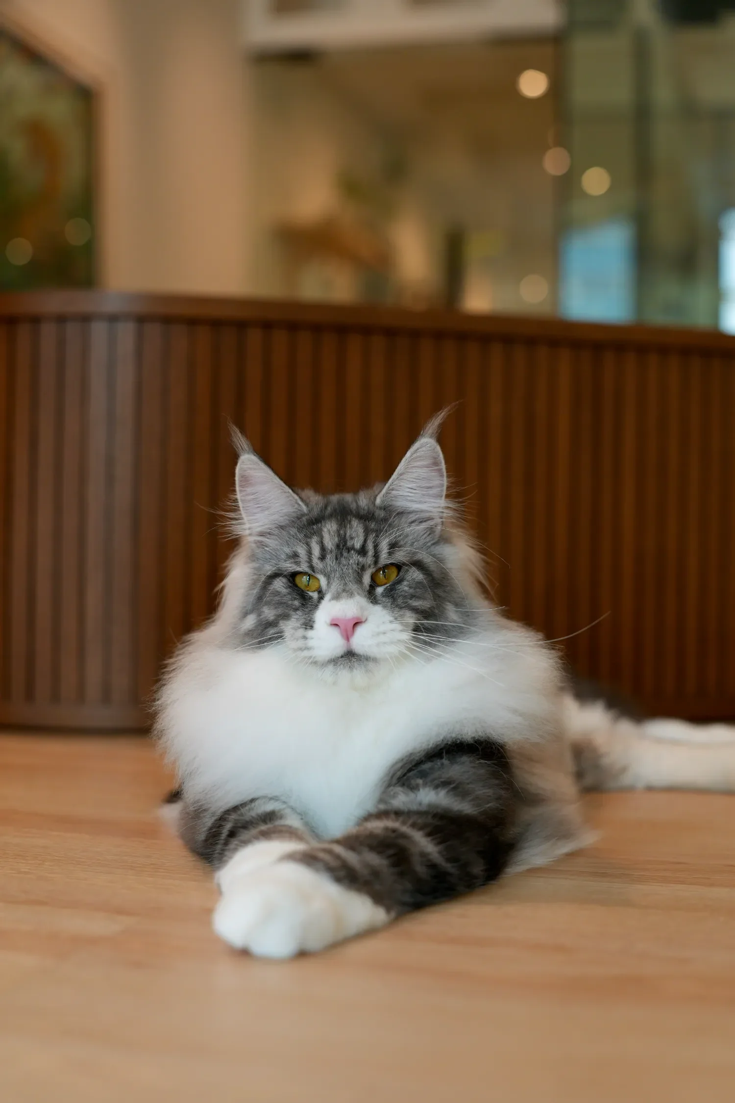 Maine Coon lying on the floor of the cattery, long coat spread out.