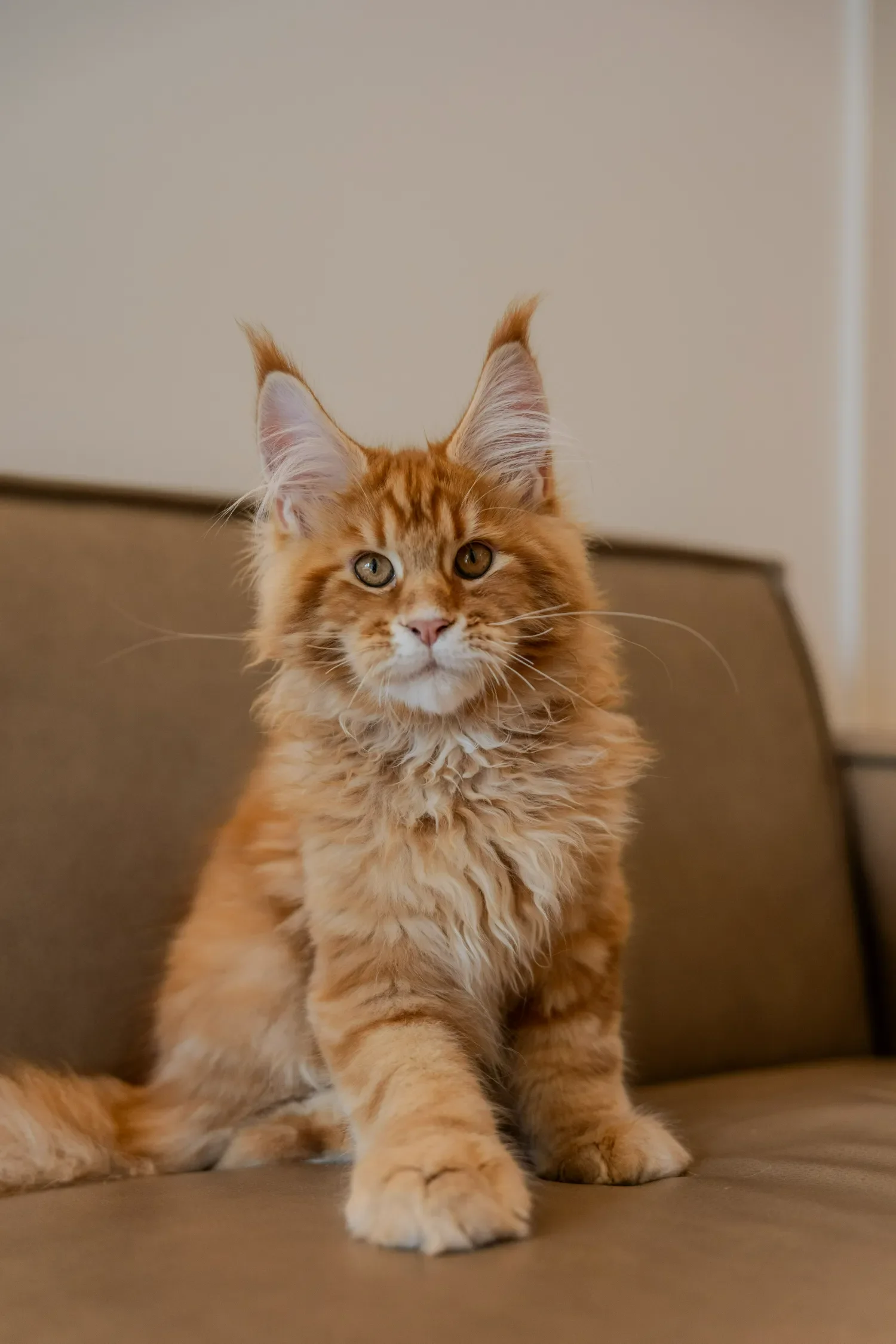 Red Maine Coon sitting on a brown sofa, looking at the camera.