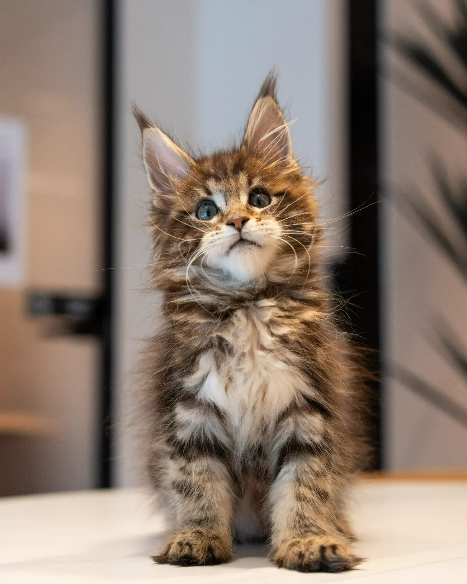 Brown tabby Maine Coon kitten standing on a white table.