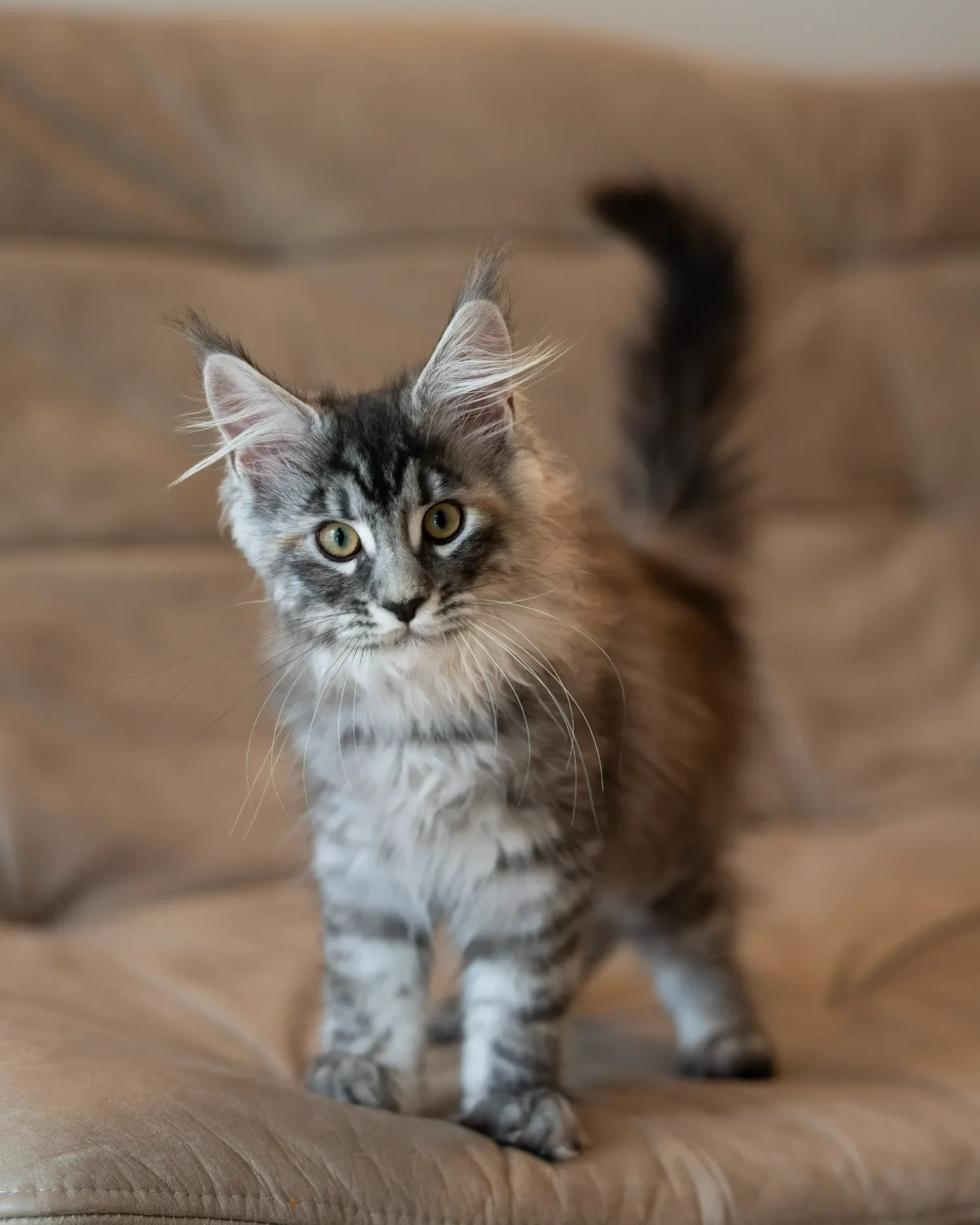 Silver tabby Maine Coon kitten sitting upright on a brown leather sofa.