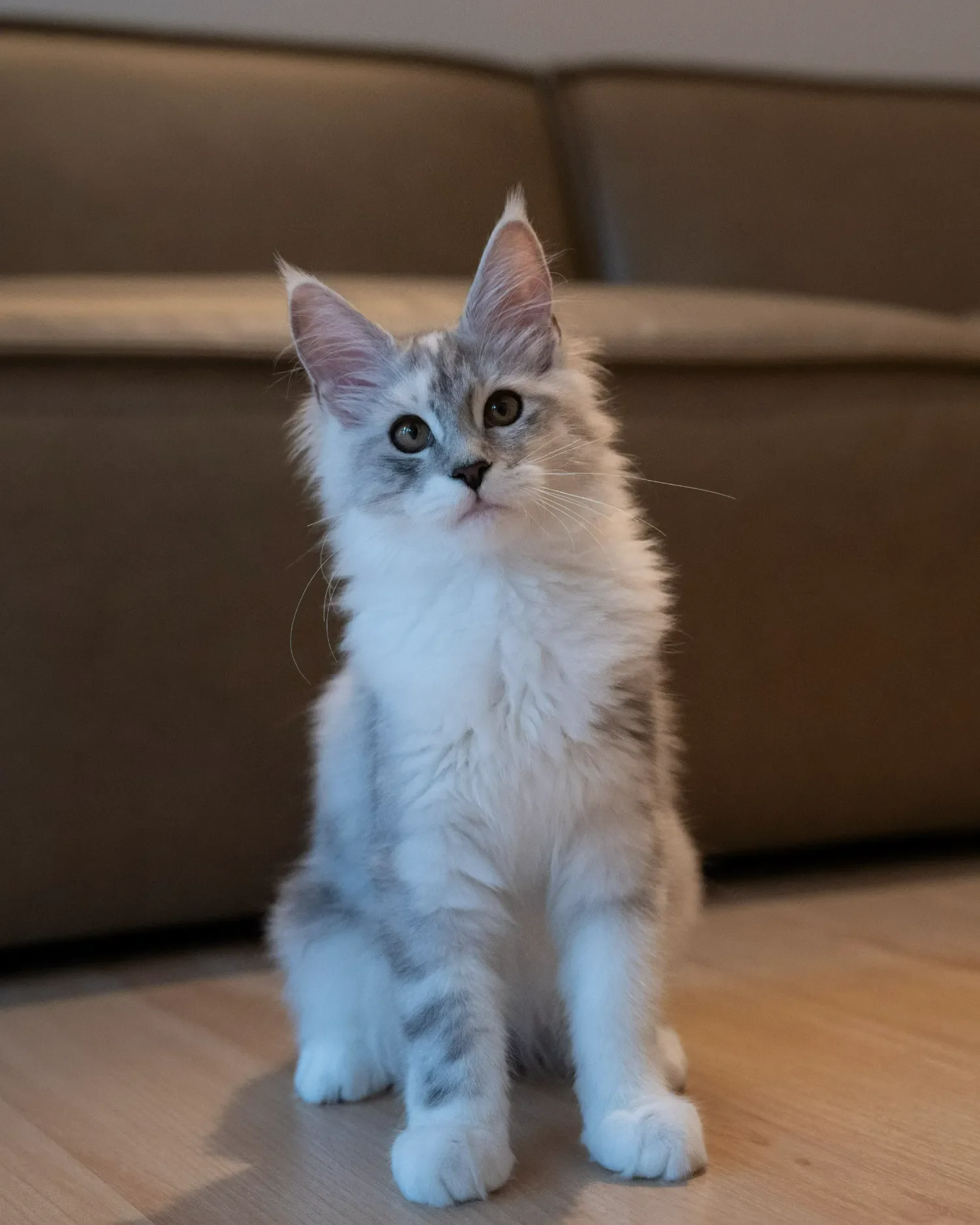 Grey and white Maine Coon kitten sitting on the floor, looking upward.