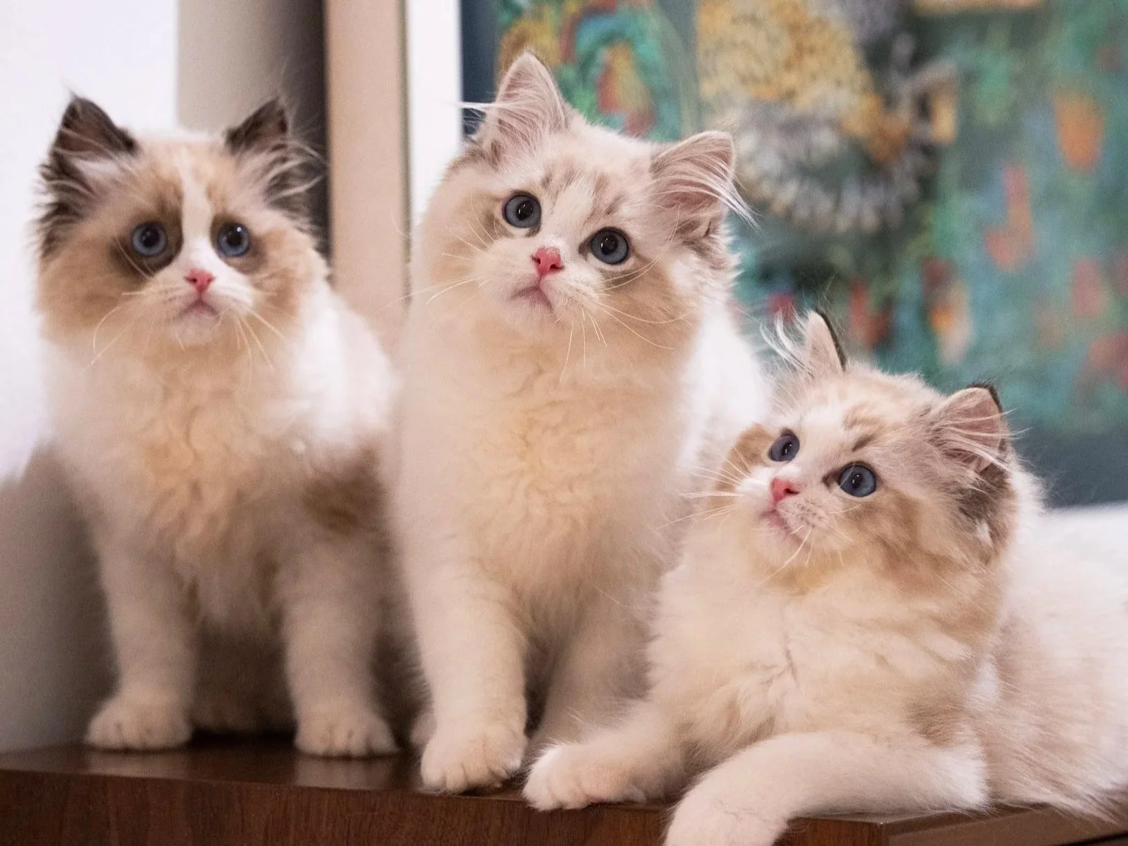 The Best Pedigree Cat Breeds for Singapore Homes: HDB, Condos, Families and Allergies