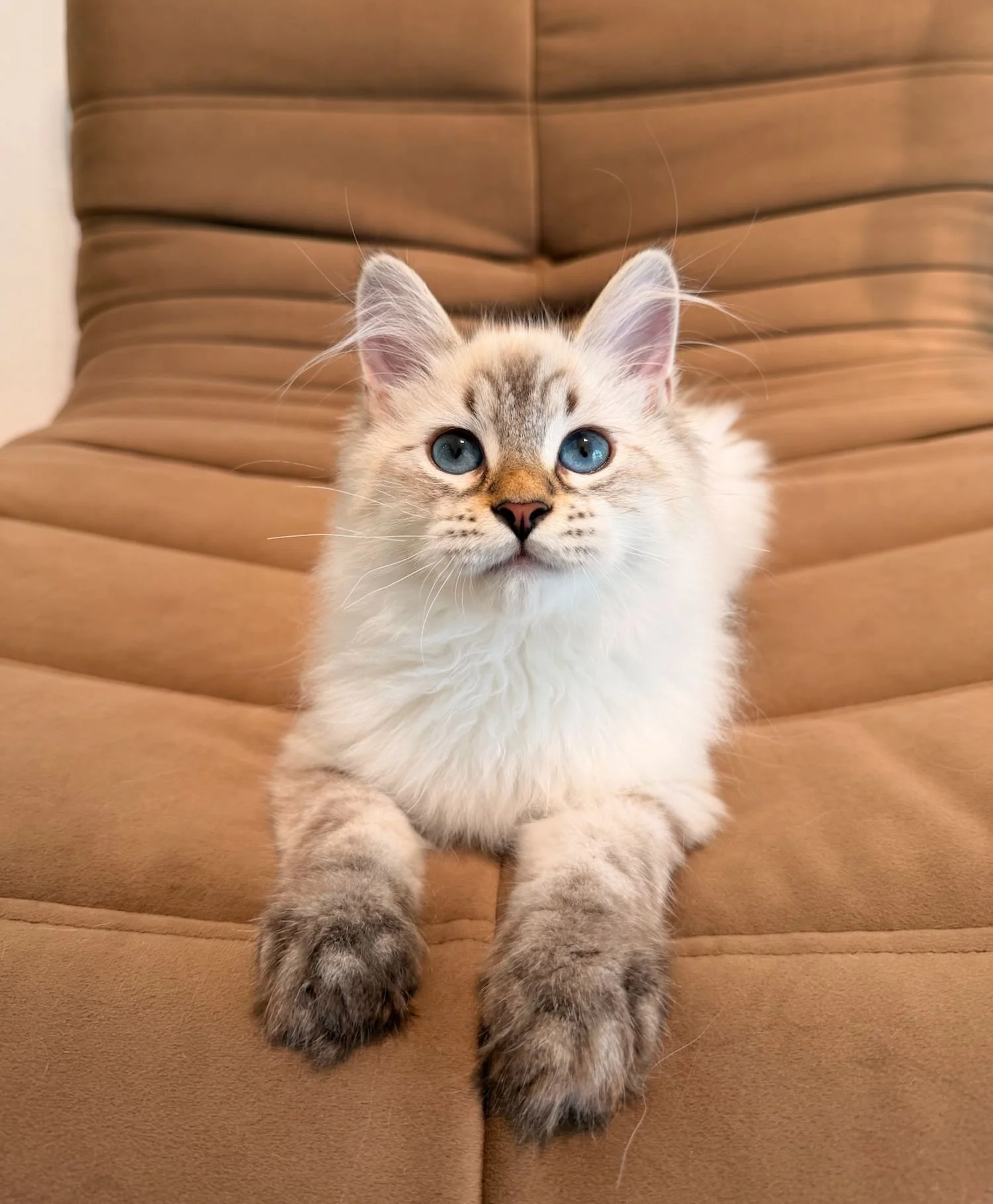 fluffydolls-cattery-singapore-siberians-available-02.jpeg