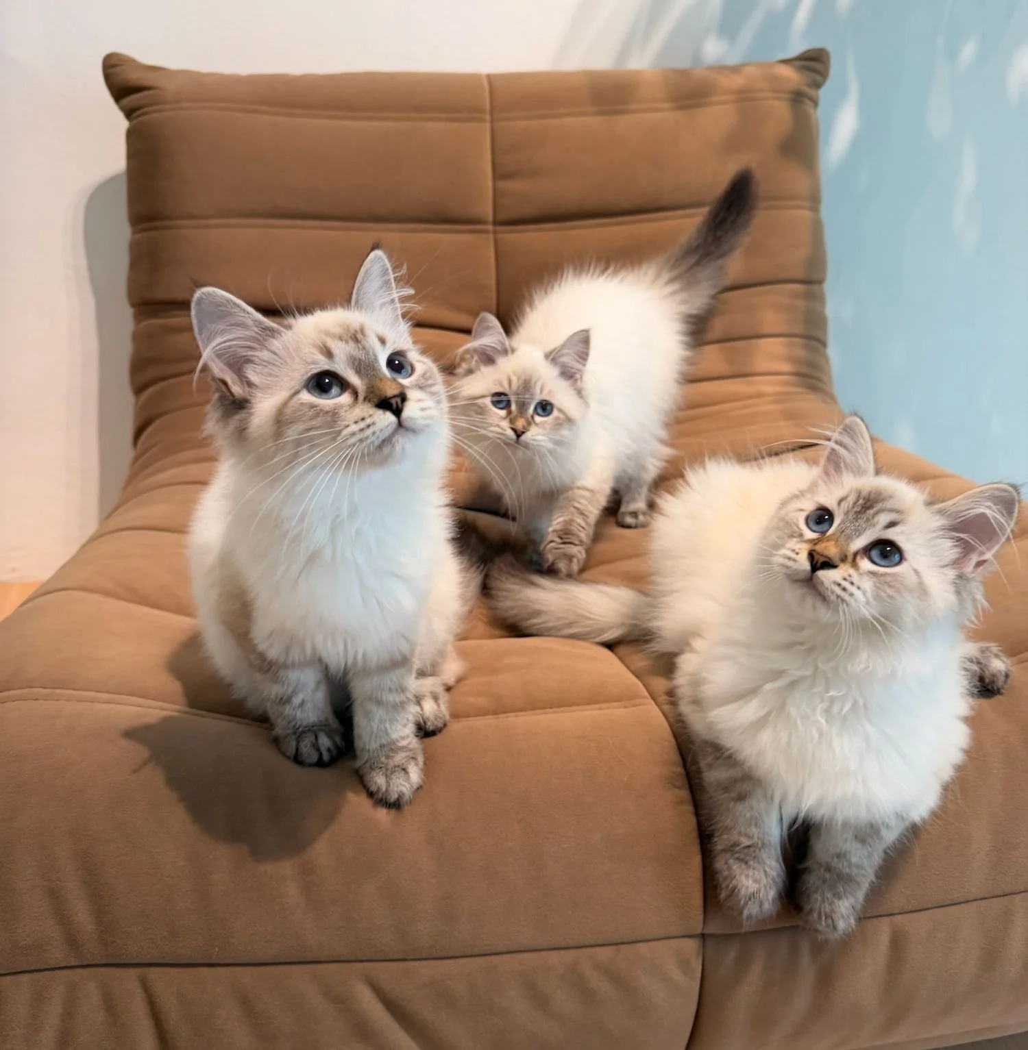 fluffydolls-cattery-singapore-siberians-available-01.jpeg