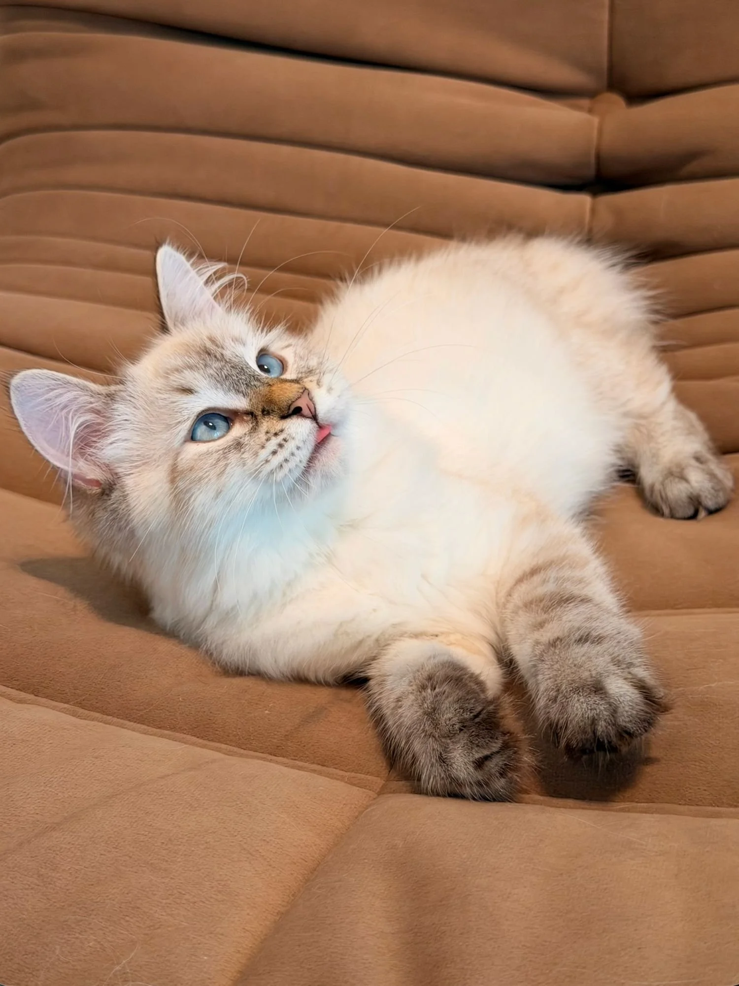 fluffydolls-cattery-singapore-siberians-available-03.jpeg