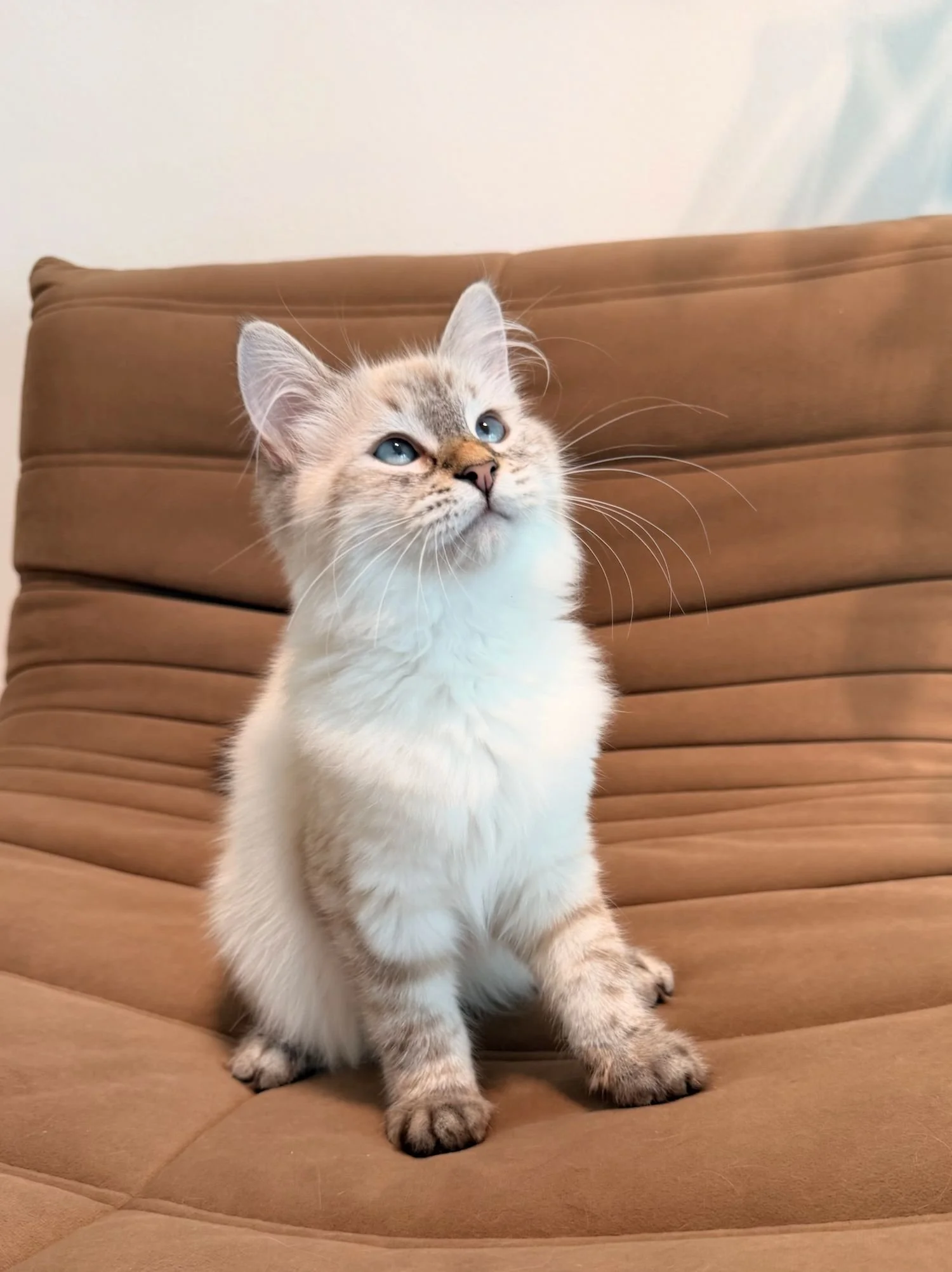 fluffydolls-cattery-singapore-siberians-available-04.jpeg