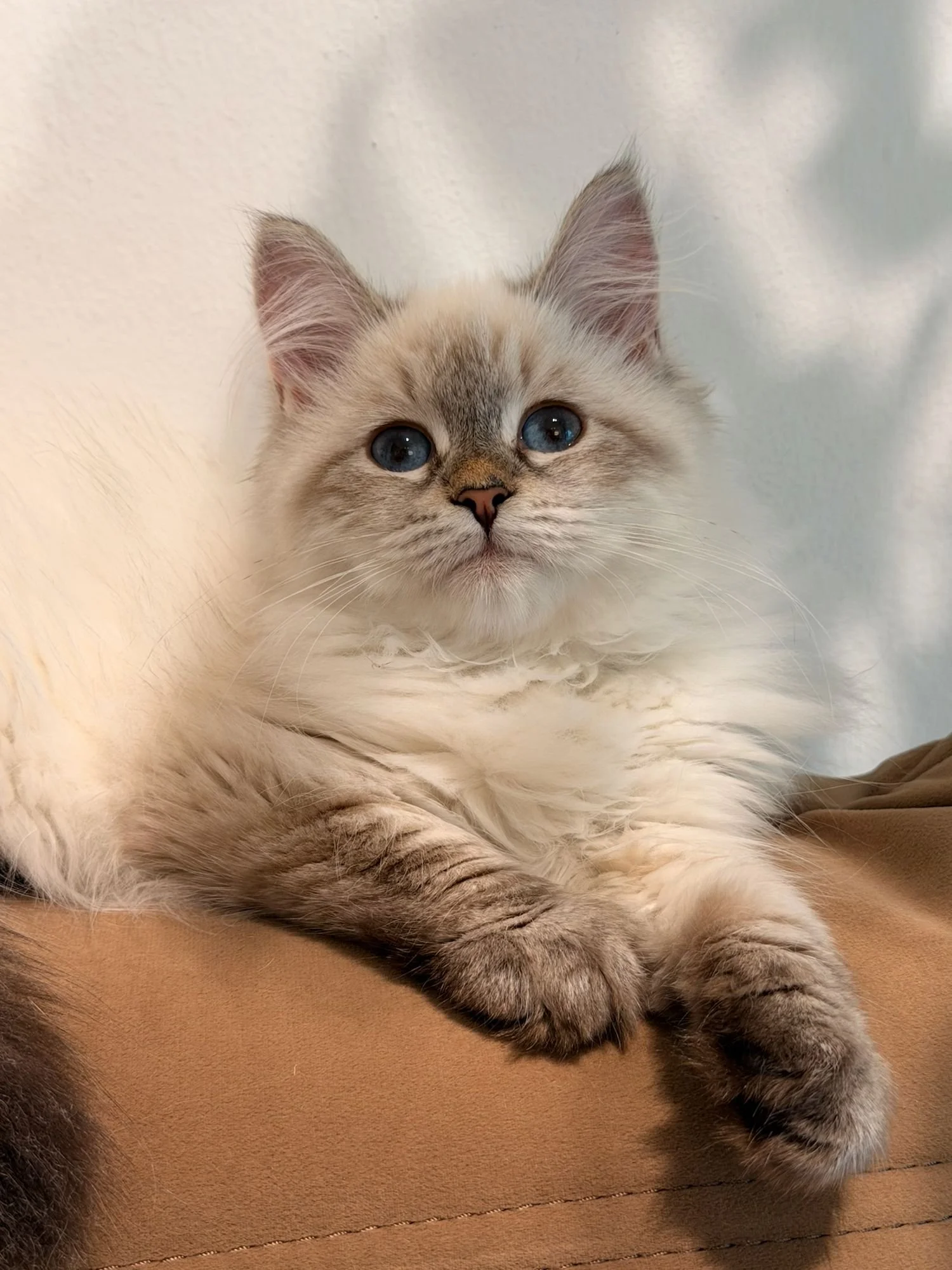 fluffydolls-cattery-singapore-siberians-available-05.jpeg