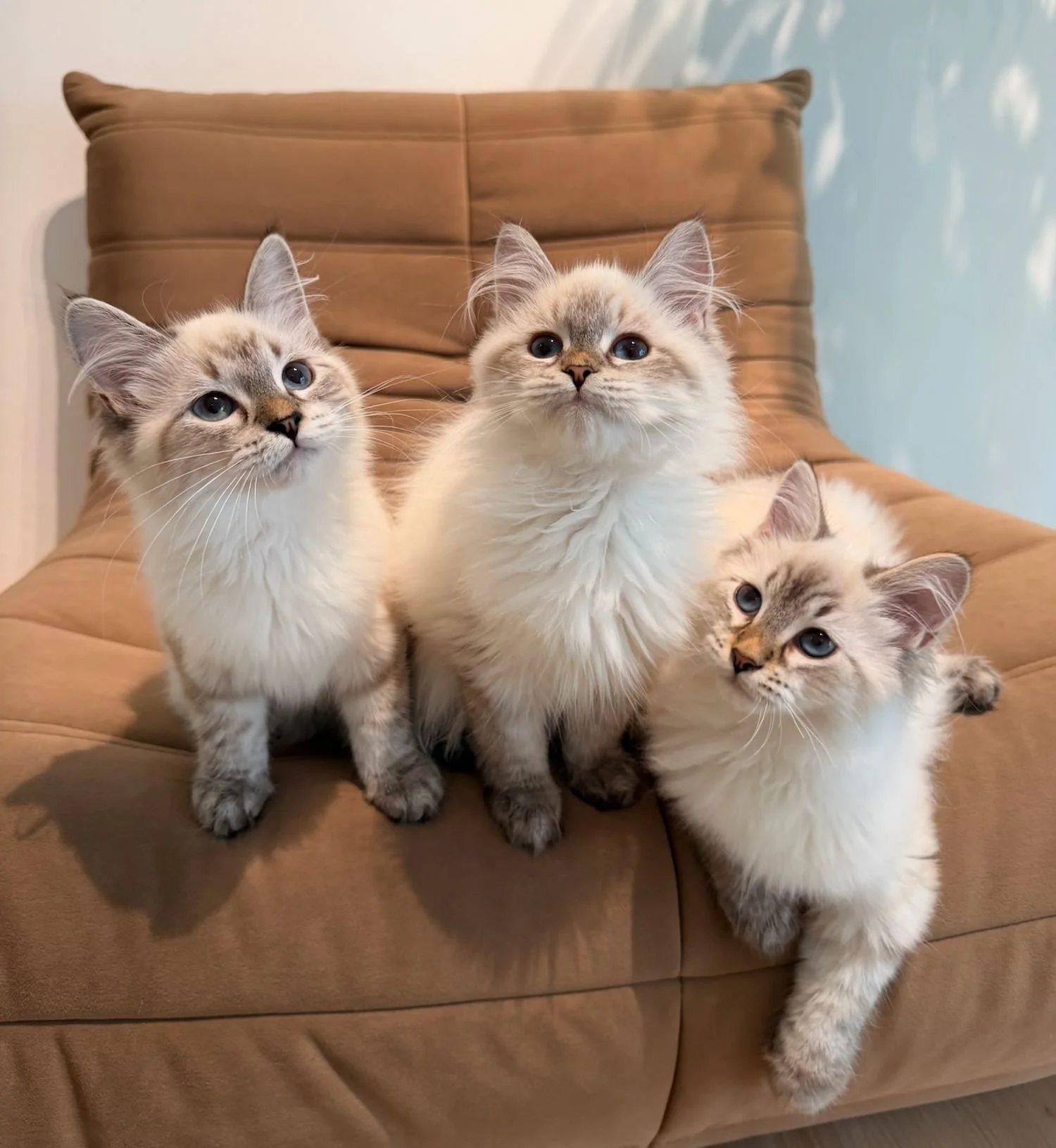 fluffydolls-cattery-singapore-siberians-available-07.jpeg