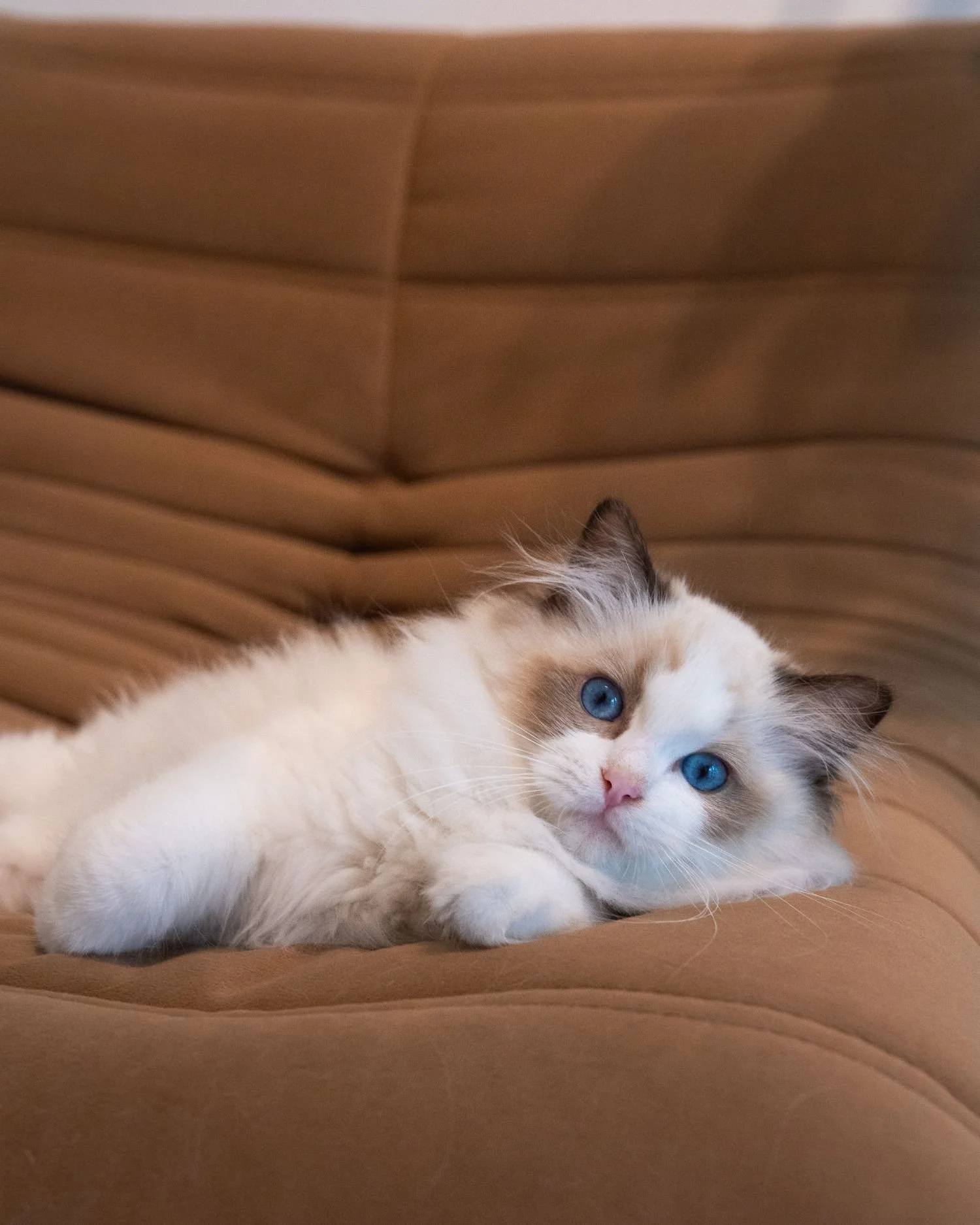 fluffydolls-cattery-singapore-ragdolls-available-01.jpeg