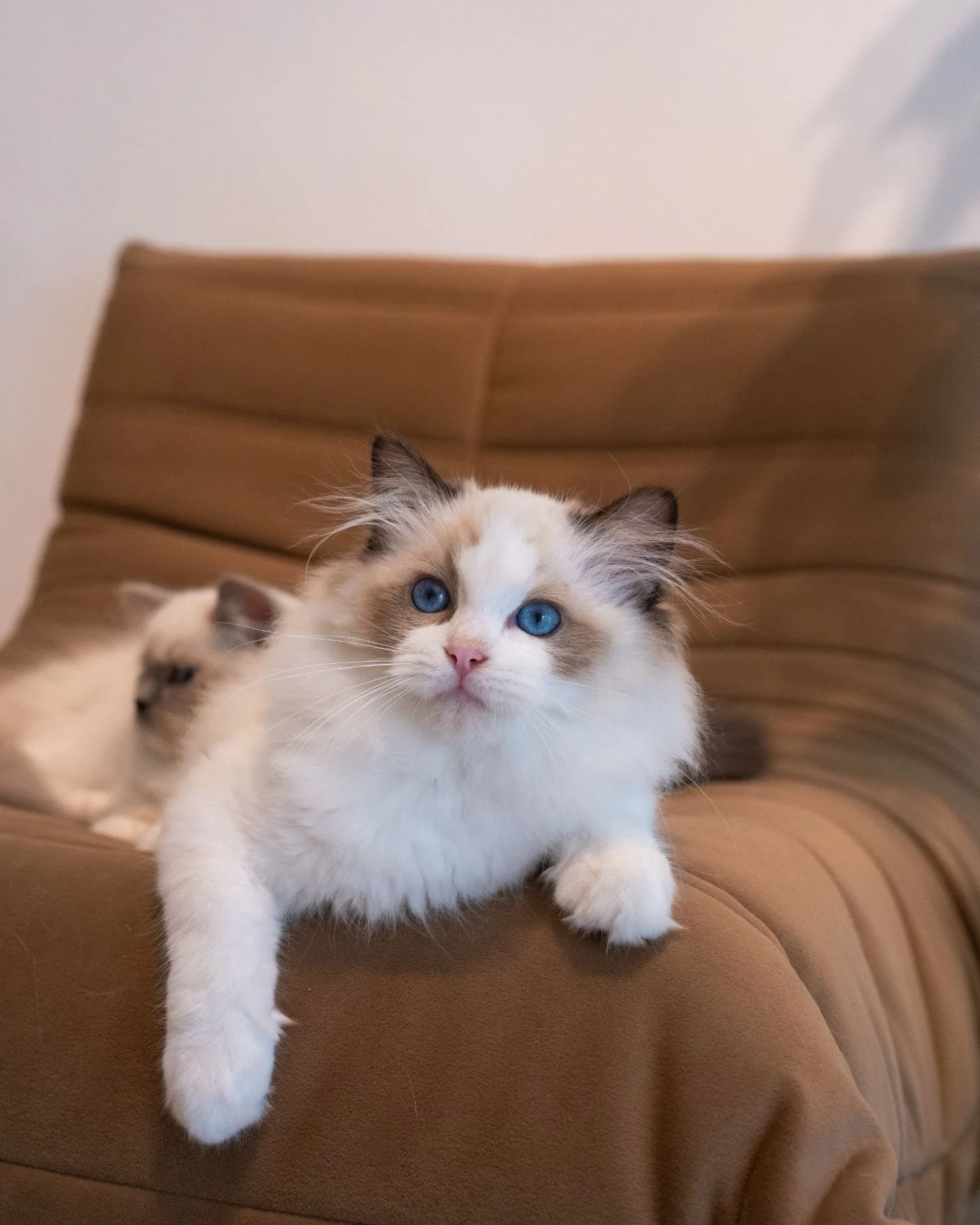 fluffydolls-cattery-singapore-ragdolls-available-02.jpeg