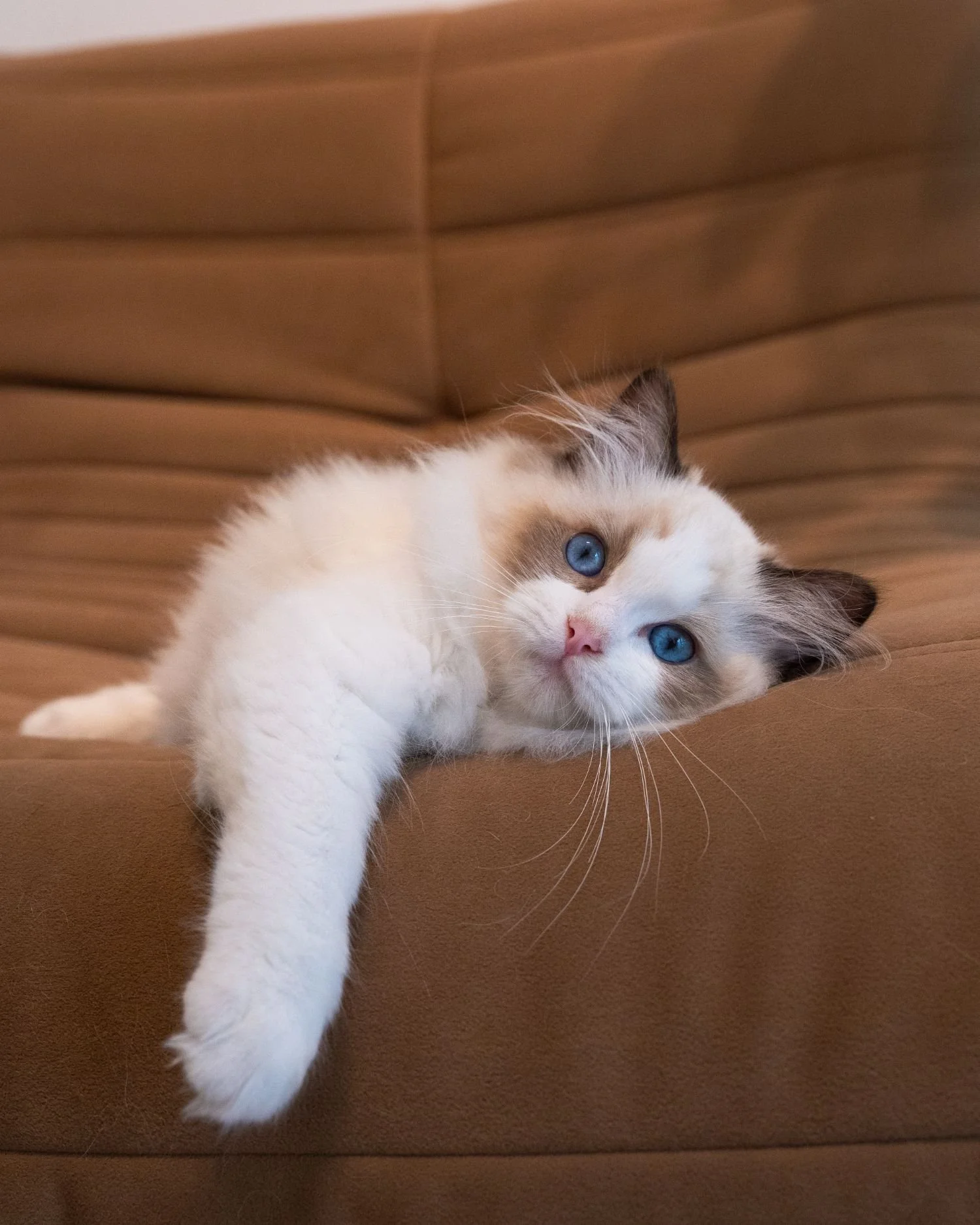 fluffydolls-cattery-singapore-ragdolls-available-03.jpeg