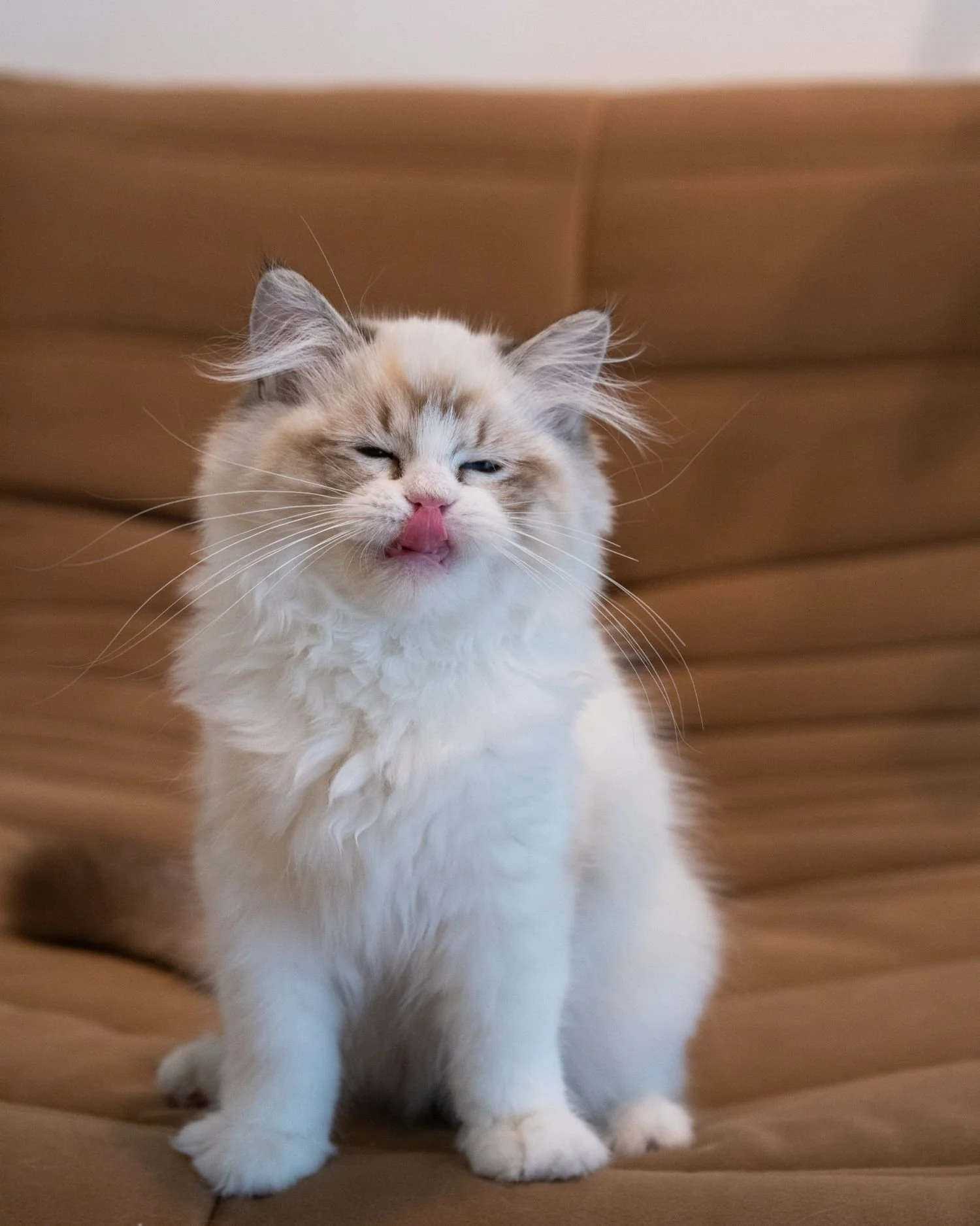 fluffydolls-cattery-singapore-ragdolls-available-04.jpeg