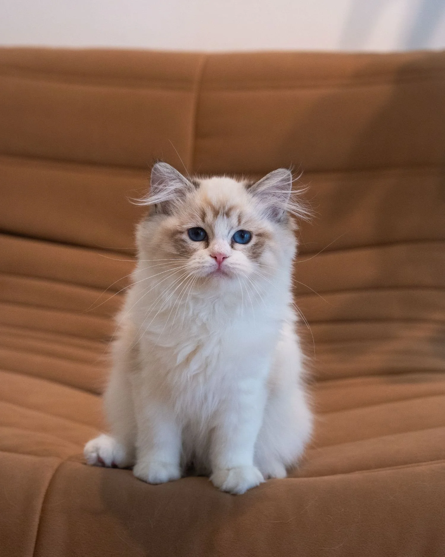 fluffydolls-cattery-singapore-ragdolls-available-05.jpeg