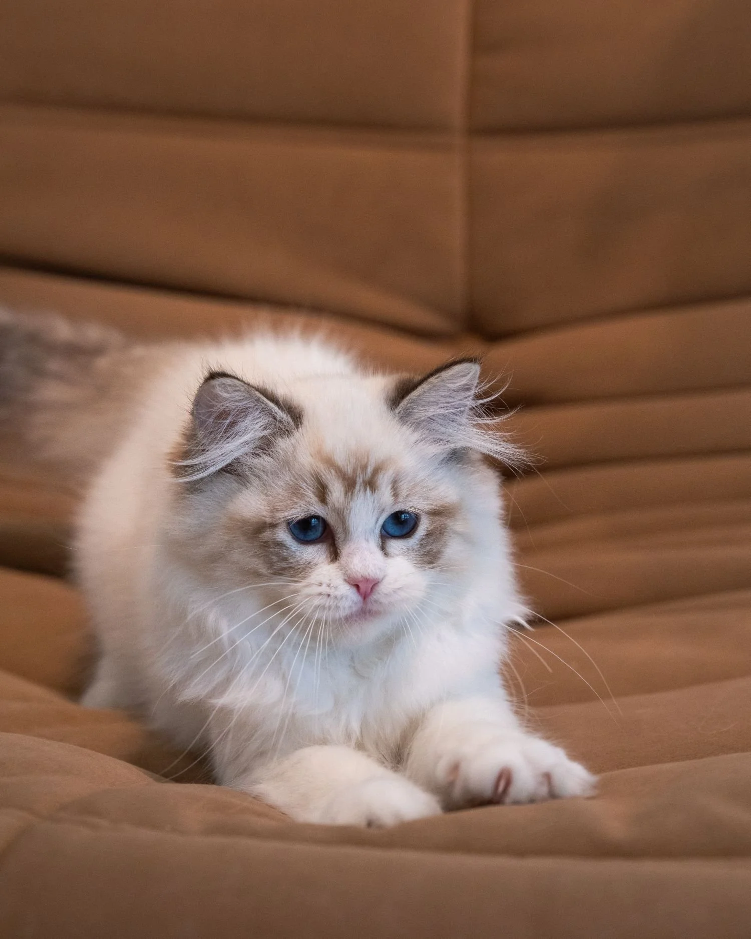 fluffydolls-cattery-singapore-ragdolls-available-06.jpeg