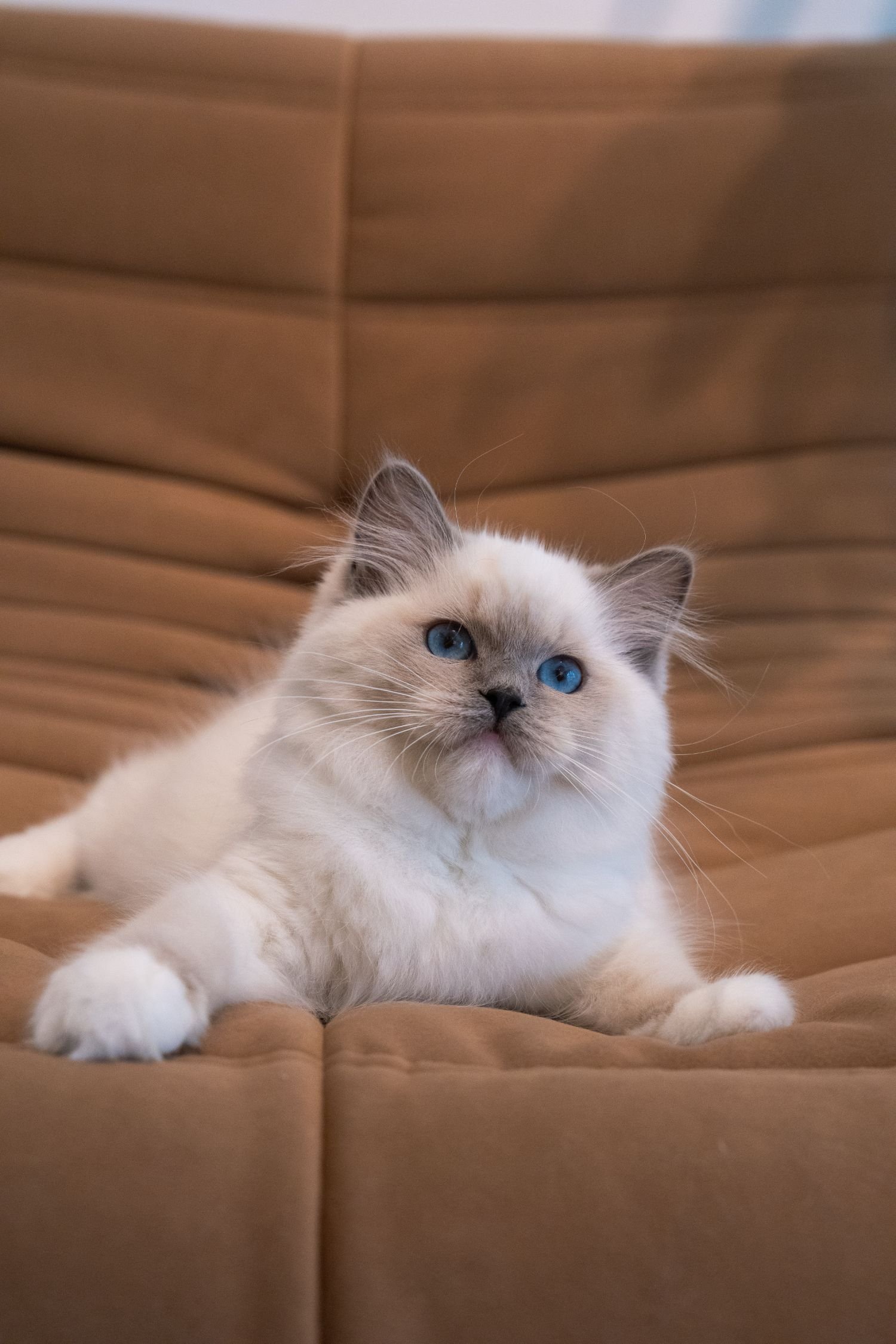 fluffydolls-cattery-singapore-ragdolls-available-07.jpeg
