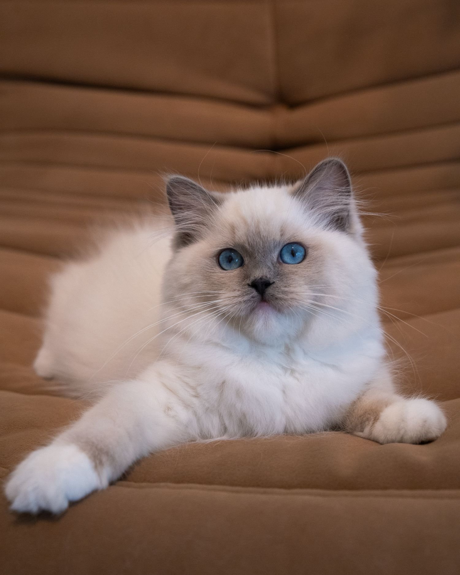 fluffydolls-cattery-singapore-ragdolls-available-08.jpeg