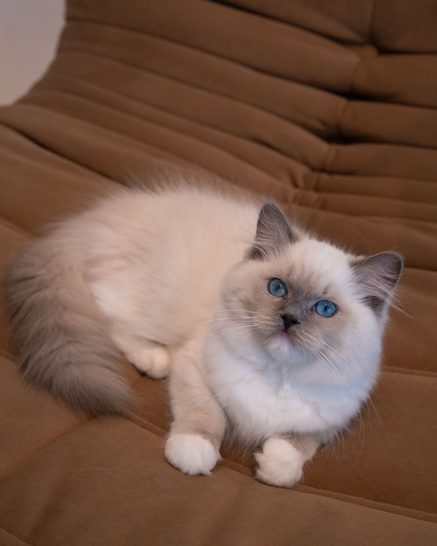 fluffydolls-cattery-singapore-ragdolls-available-09.jpeg
