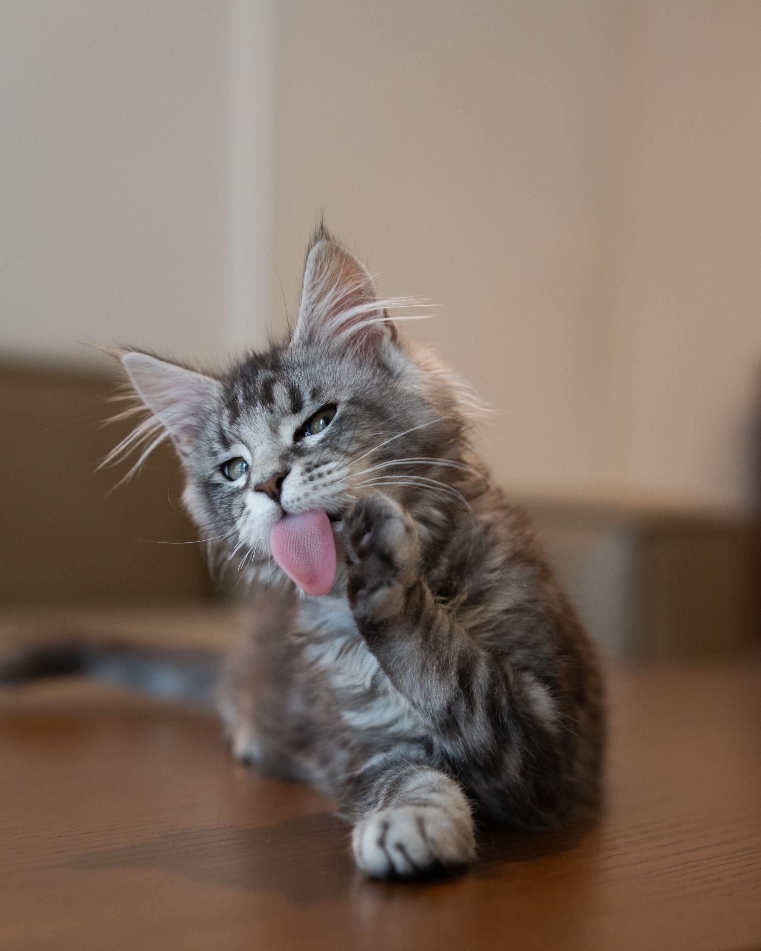 fluffydolls-cattery-singapore-maine-coon-available-02.jpeg