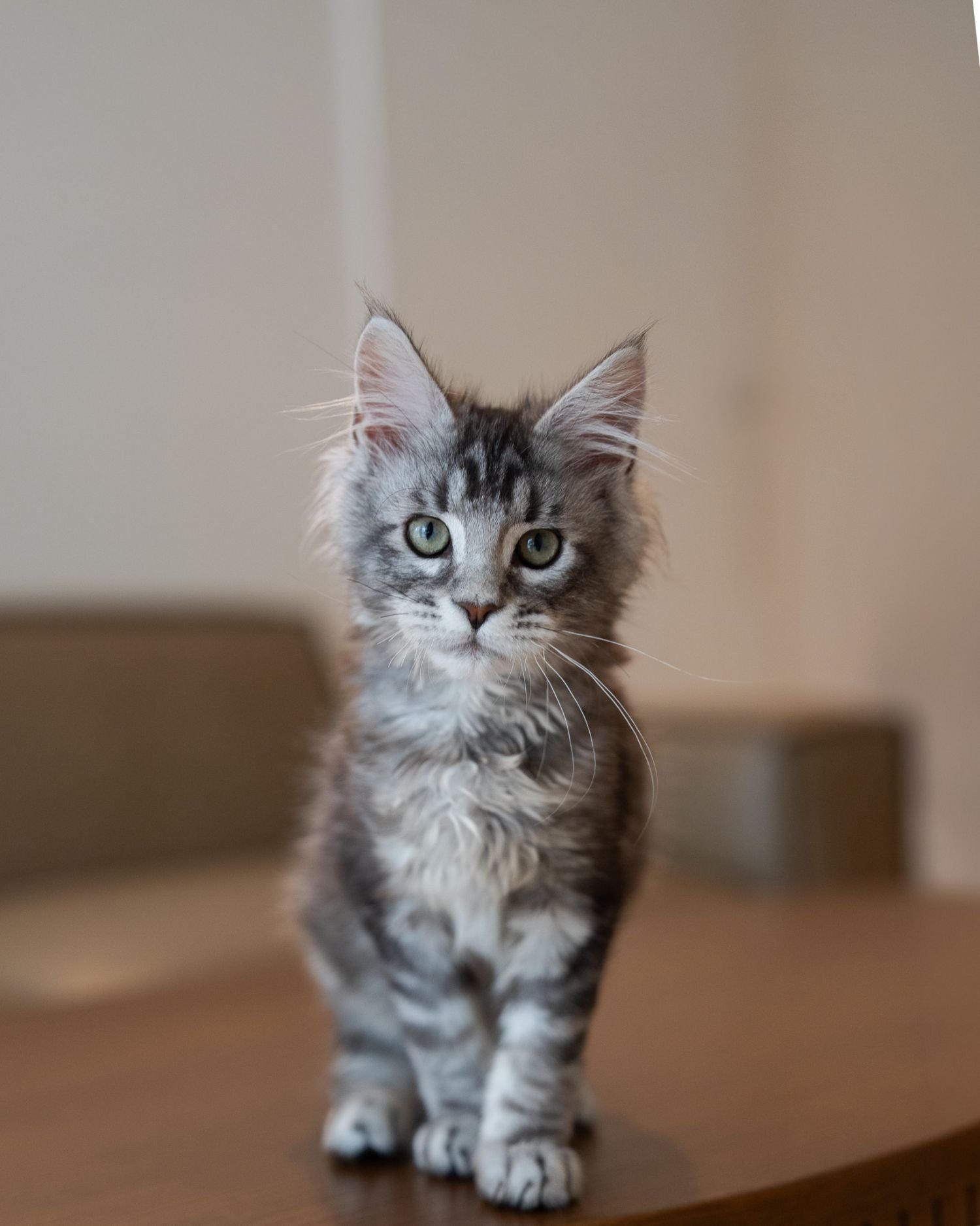 fluffydolls-cattery-singapore-maine-coon-available-01.jpeg