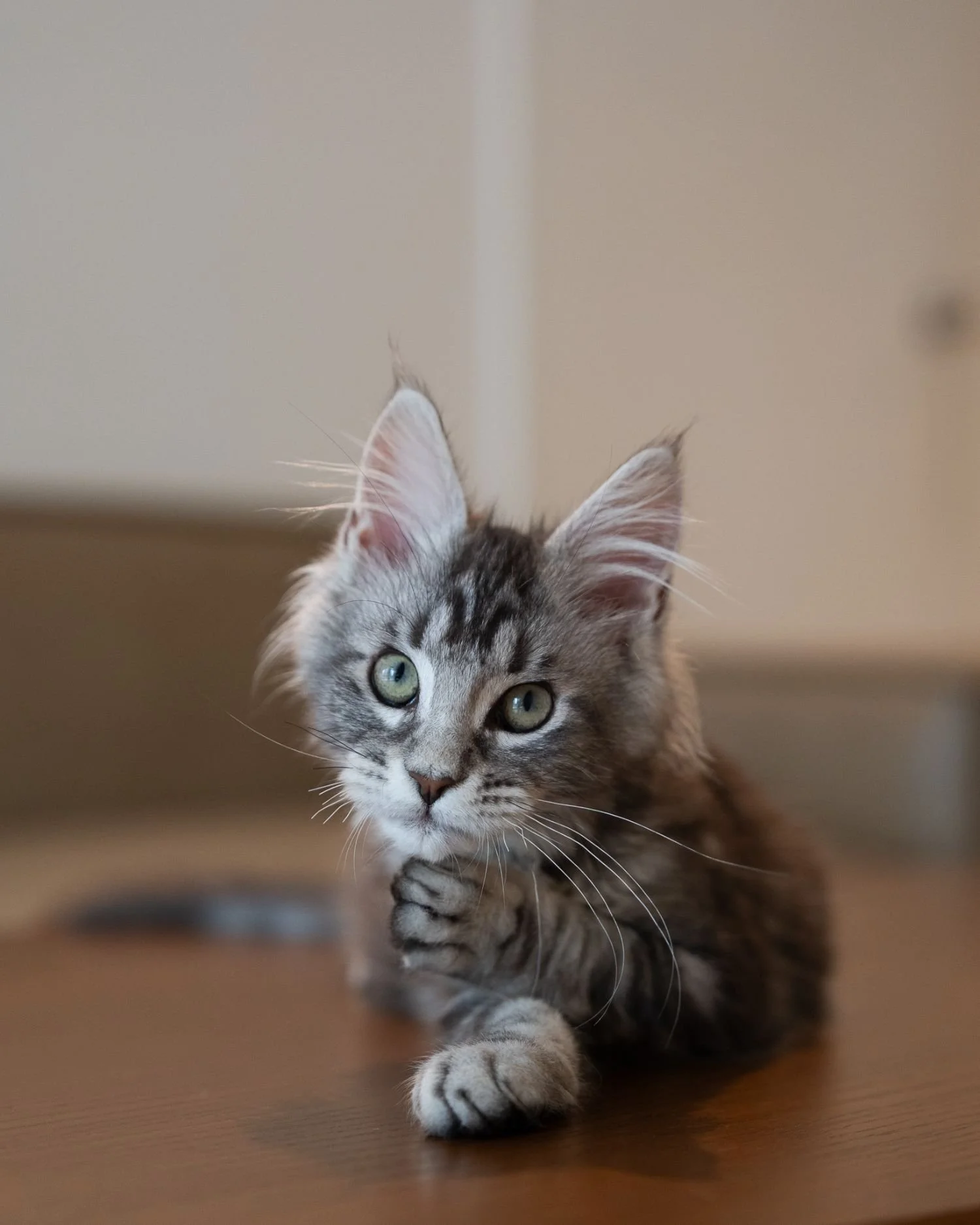 fluffydolls-cattery-singapore-maine-coon-available-03.jpeg