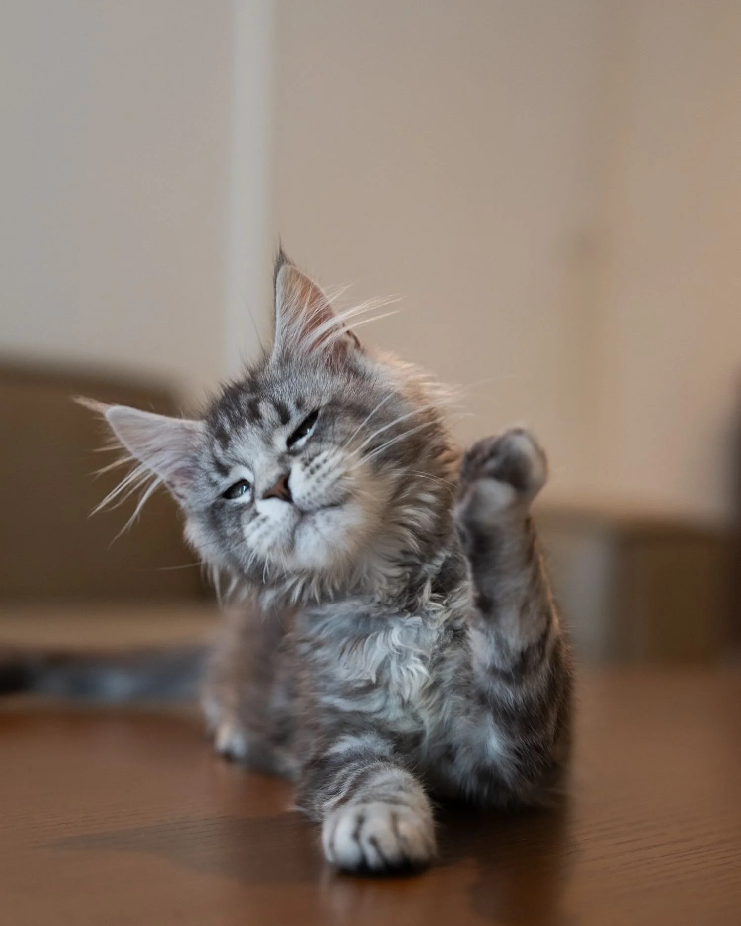 fluffydolls-cattery-singapore-maine-coon-available-04.jpeg