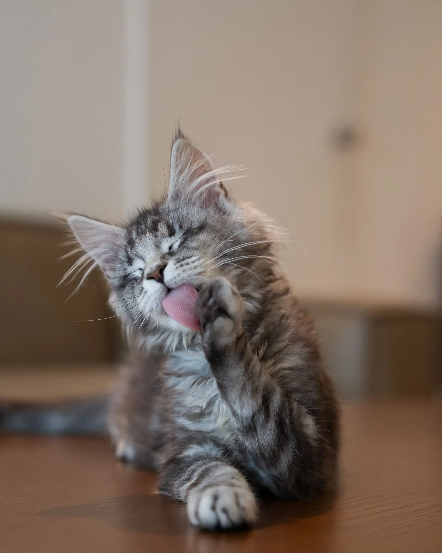 fluffydolls-cattery-singapore-maine-coon-available-05.jpeg