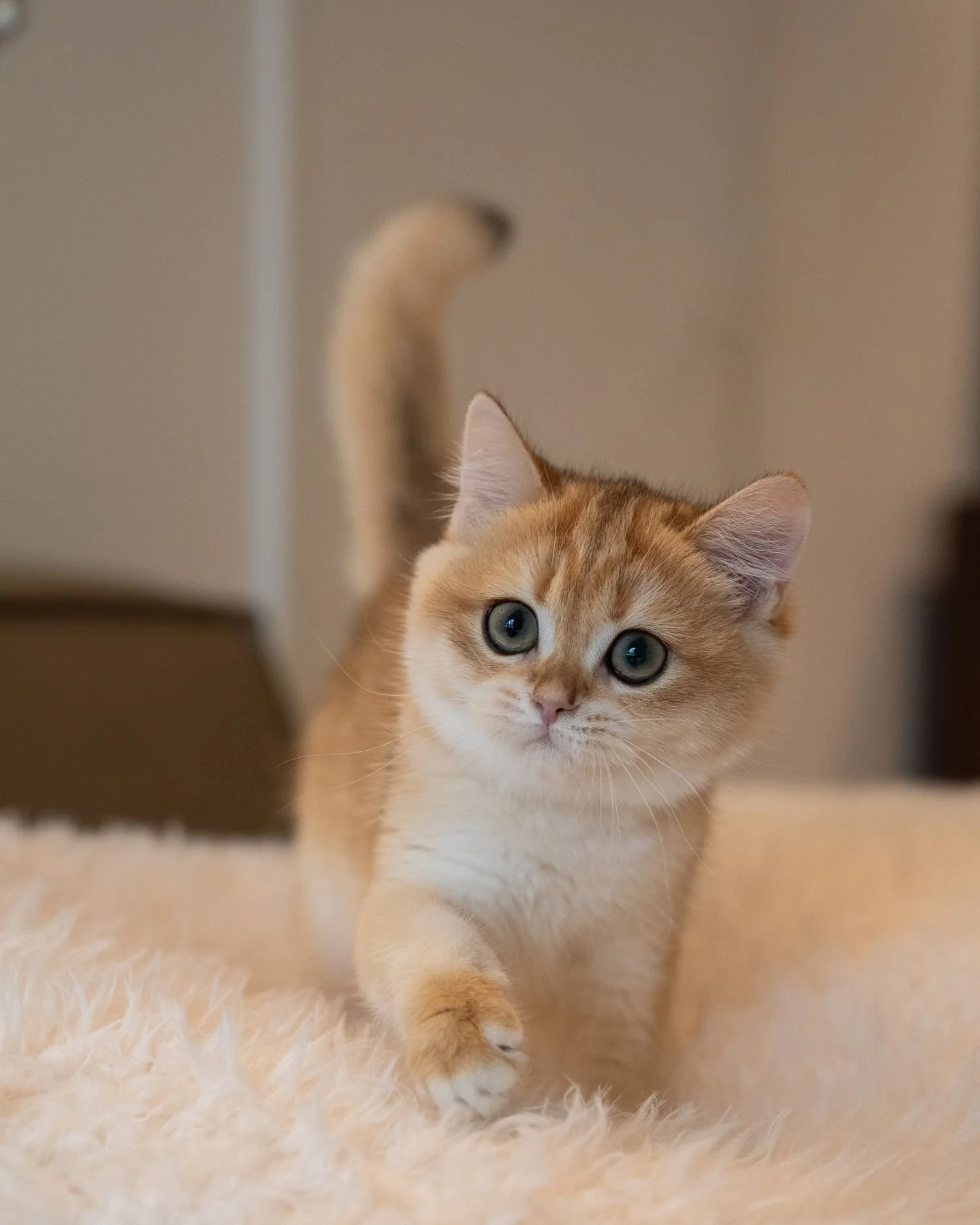 fluffydolls-cattery-singapore-british-shorthair-available-03.jpeg