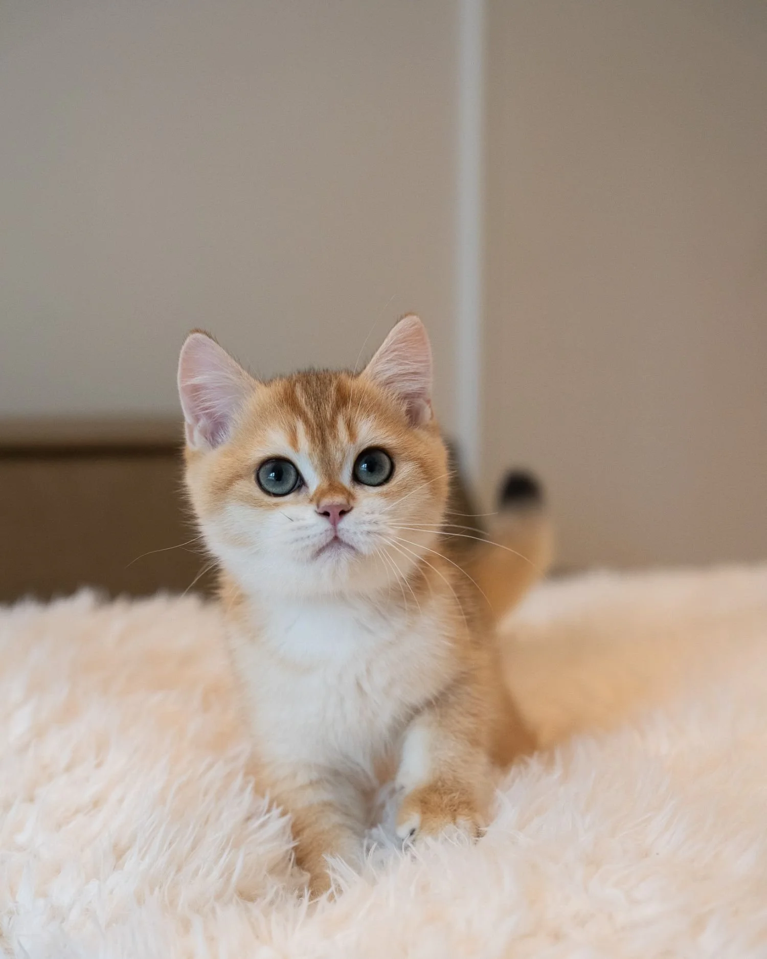 fluffydolls-cattery-singapore-british-shorthair-available-06.jpeg