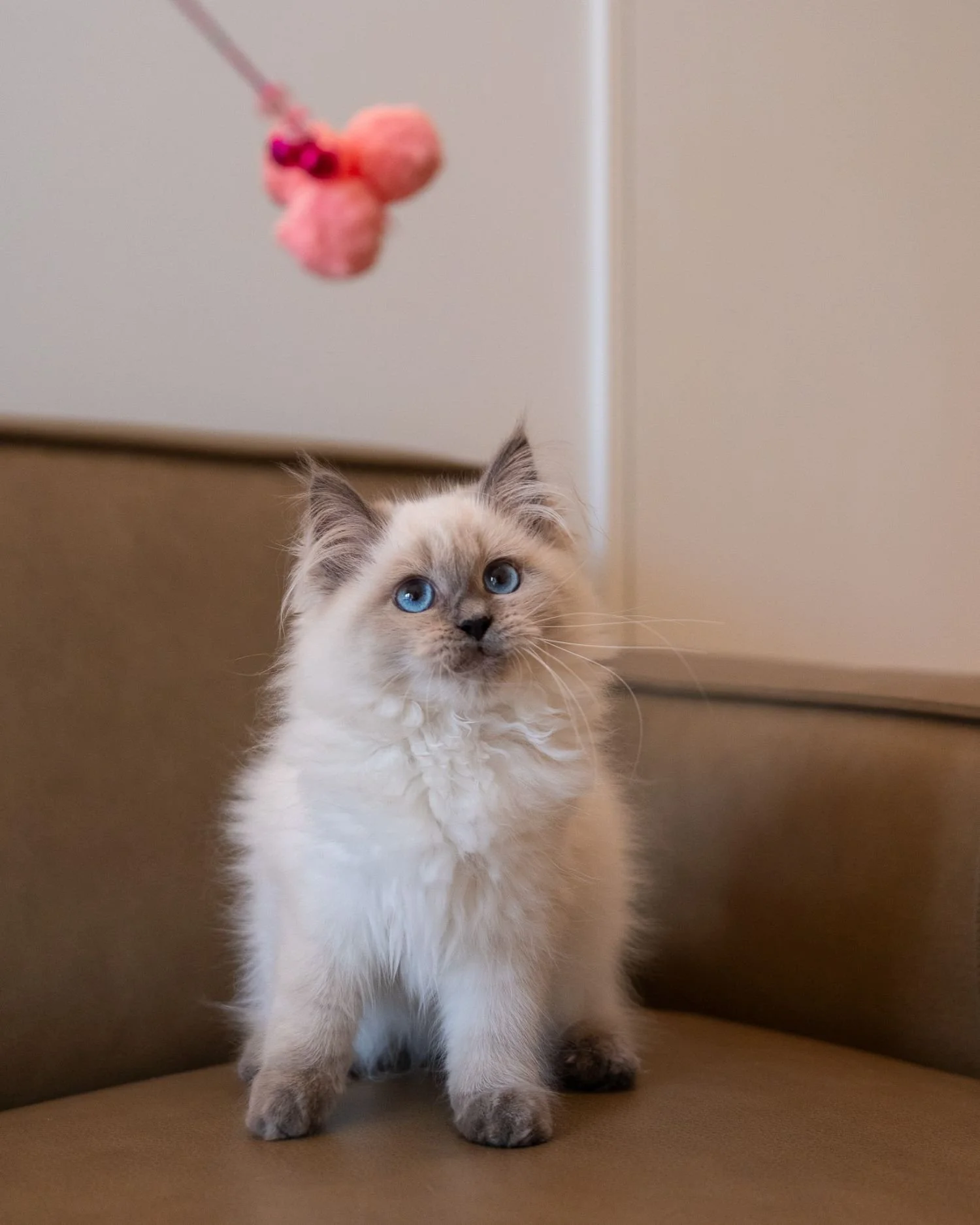 fluffydolls-cattery-singapore-siberian-available-01.jpeg